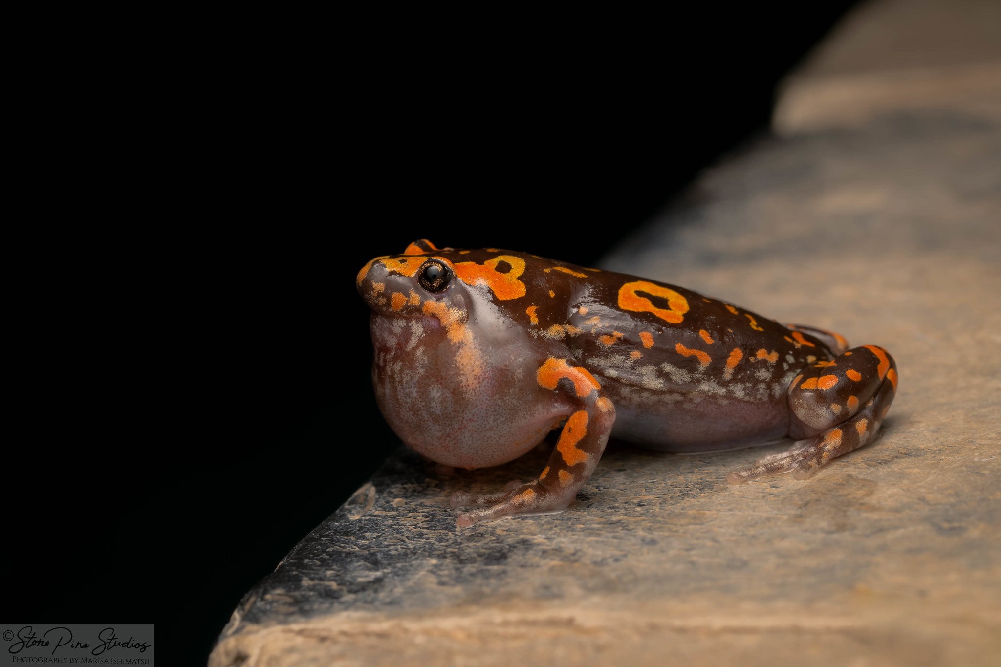 Marbled rubber frog (Phrynomantis annectens)