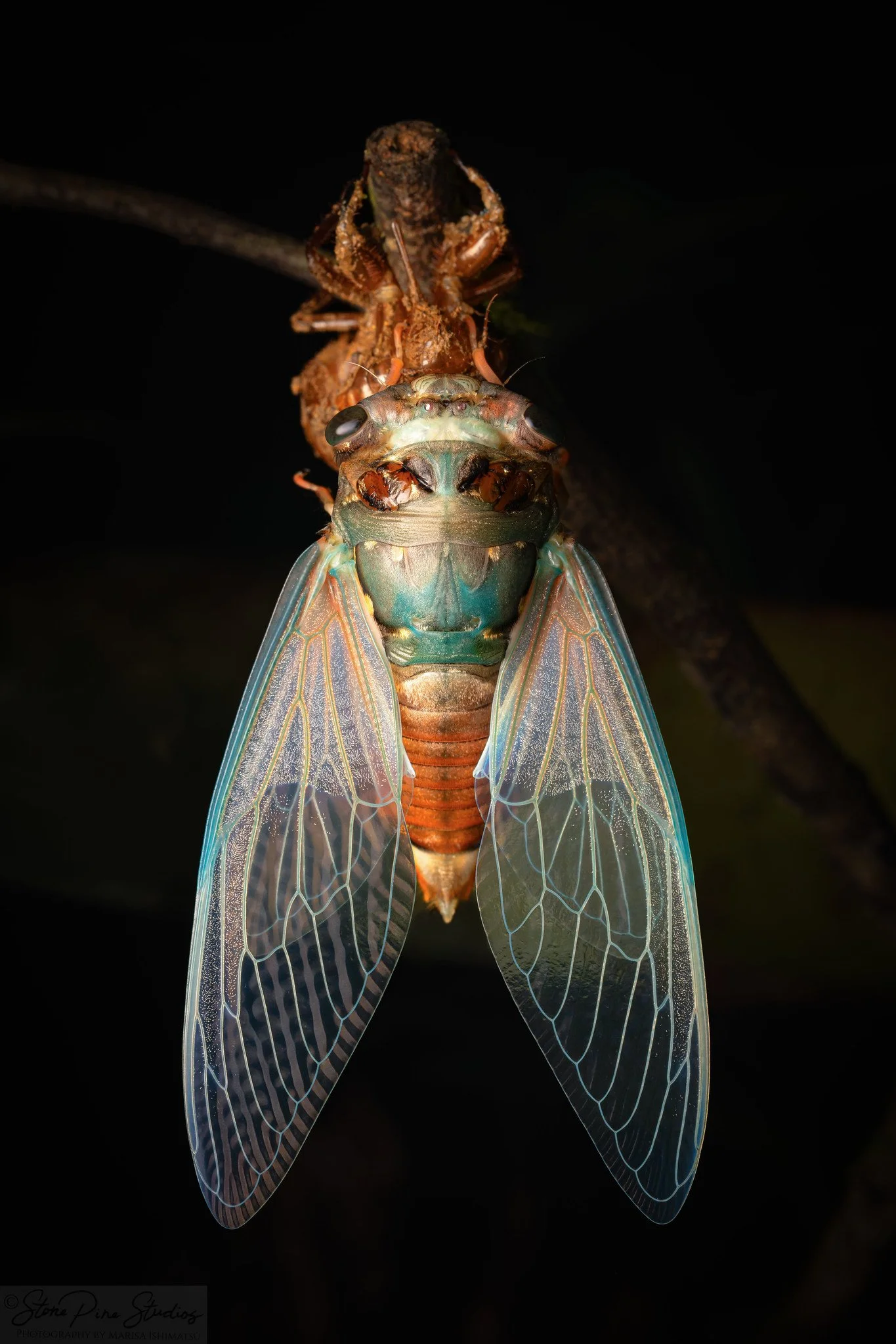 Megapomponia merula