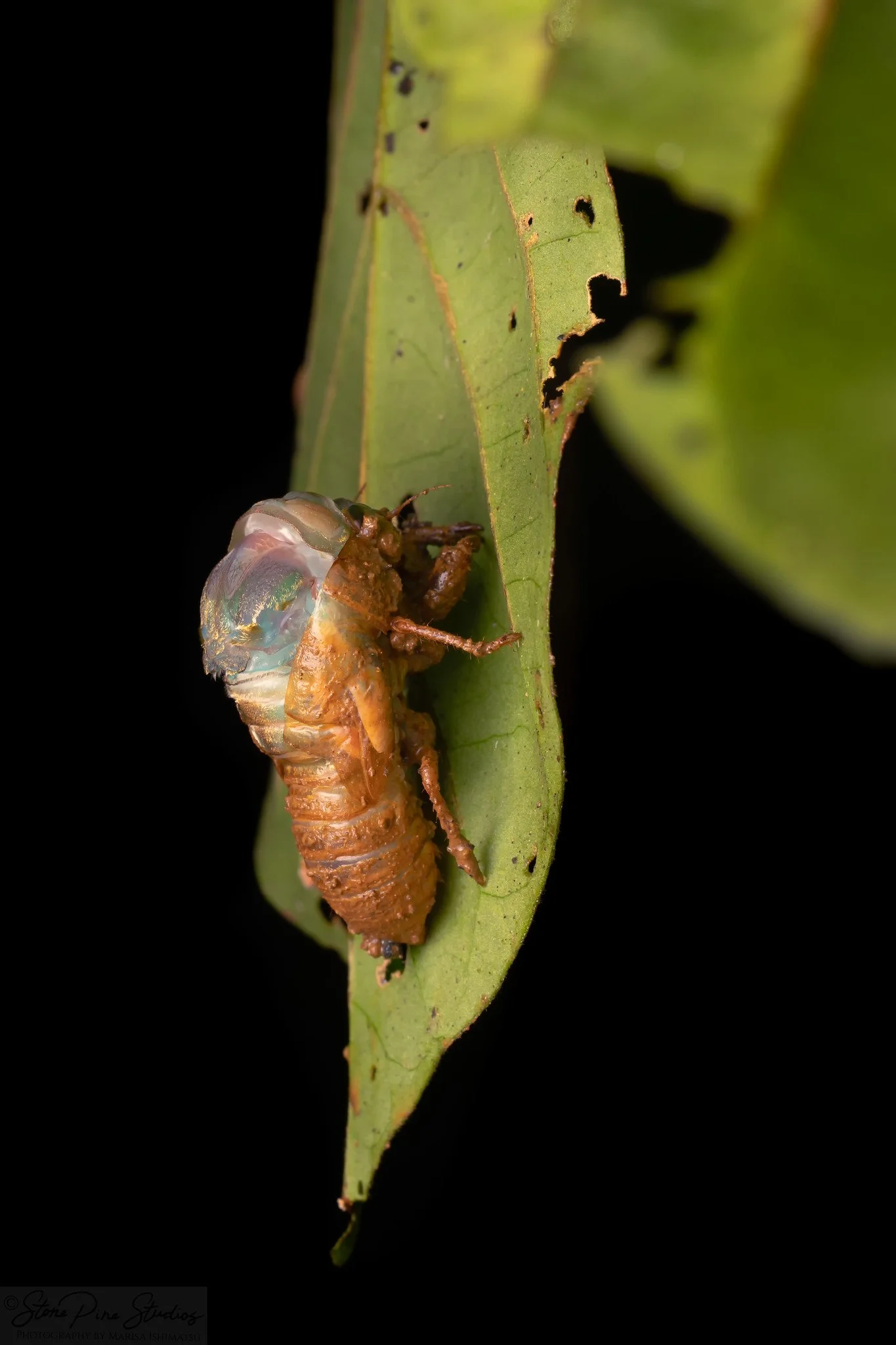 Megapomponia merula