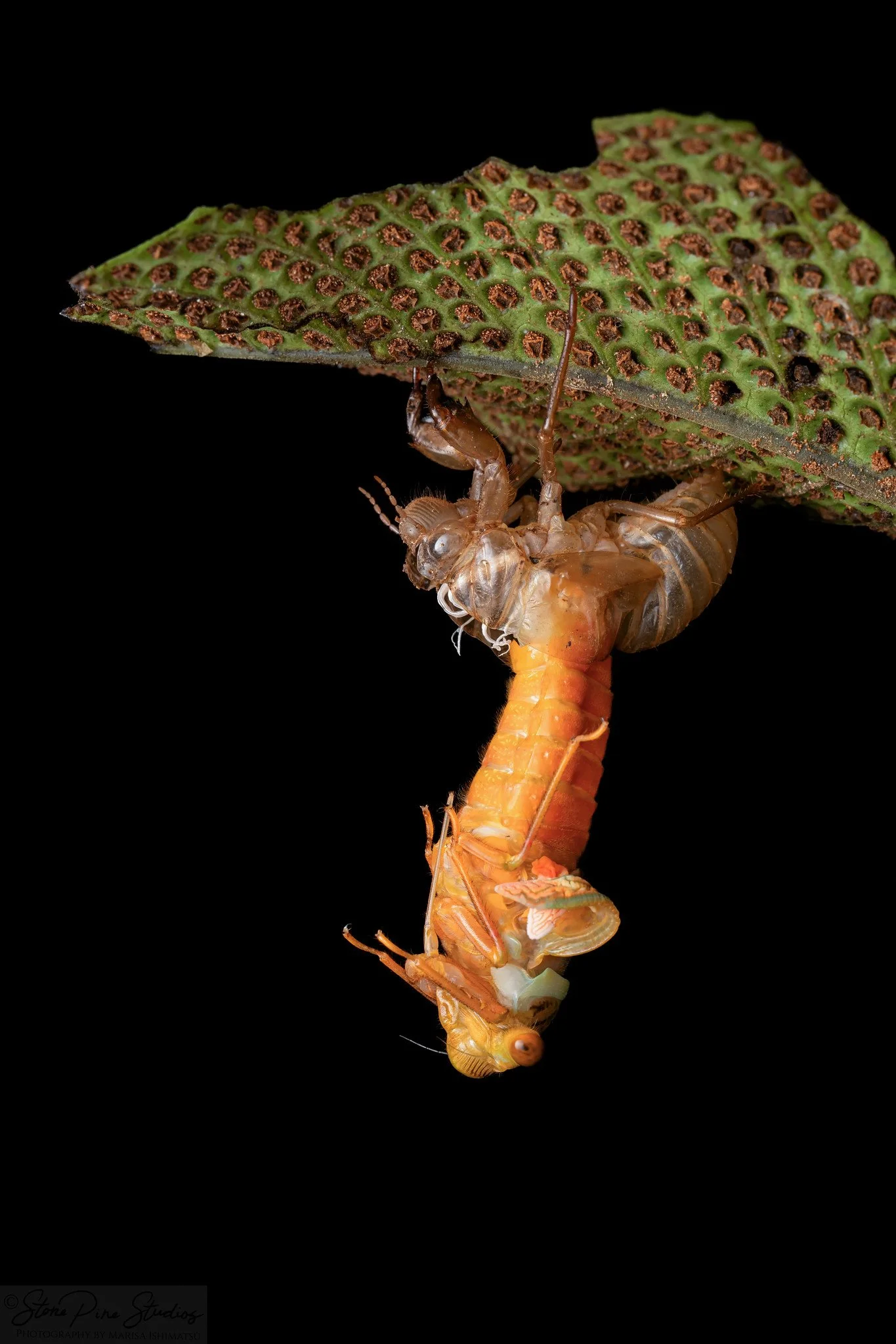 Megapomponia merula