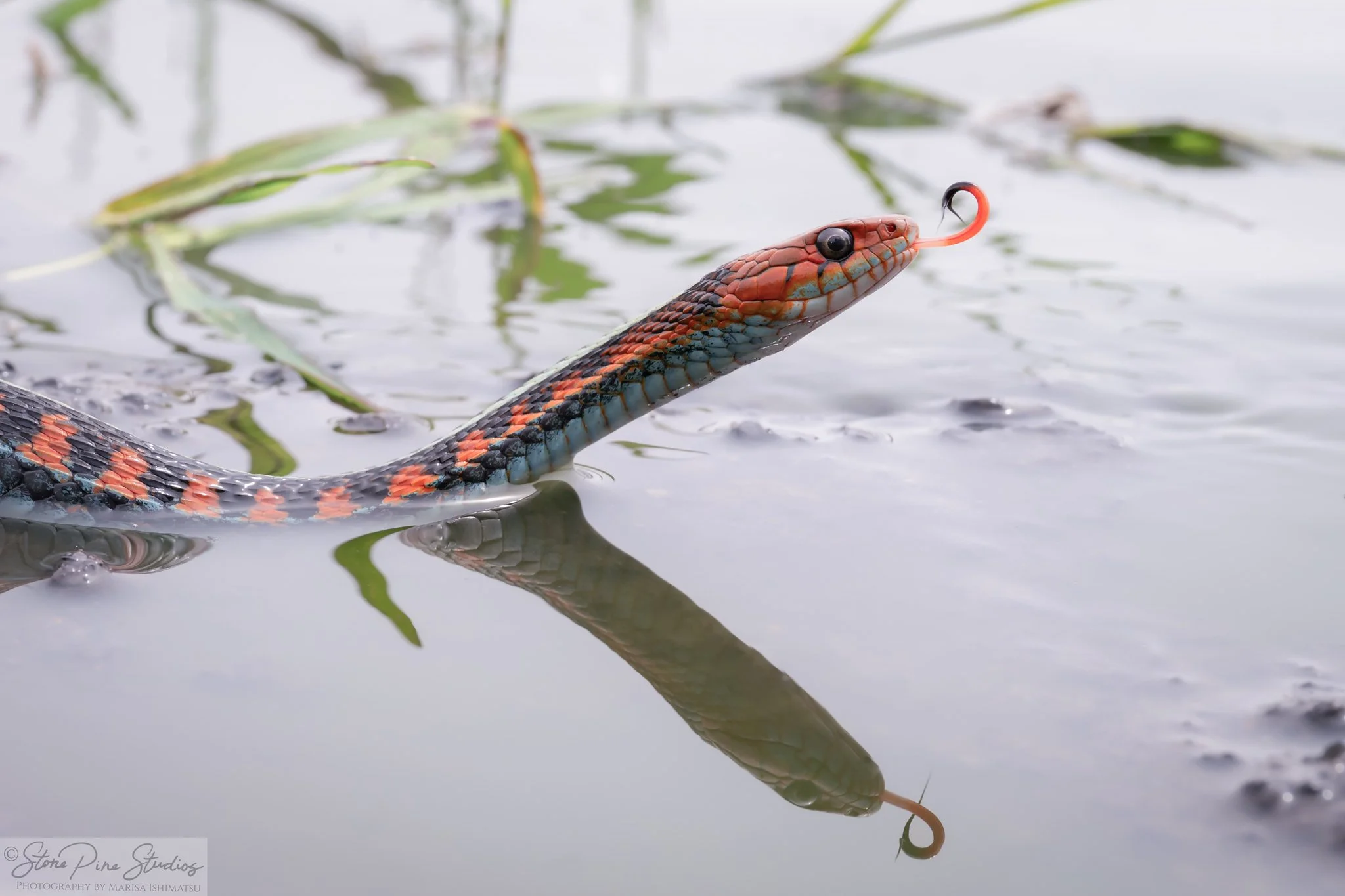 California red-sided gartersnake (Thamnophis sirtalis infernalis)
