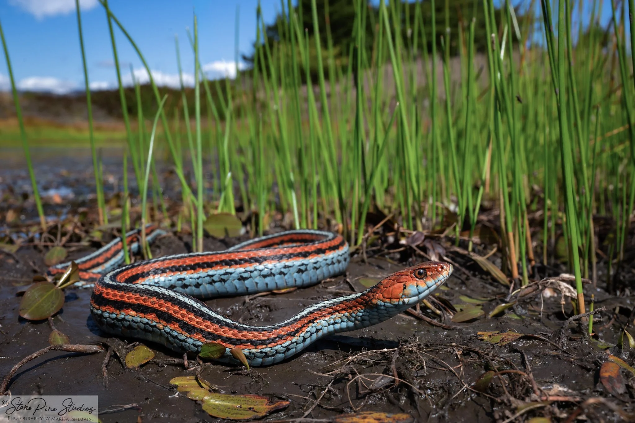 San Francisco Garter Snake (Thamnophis sirtalis tetrataenia)