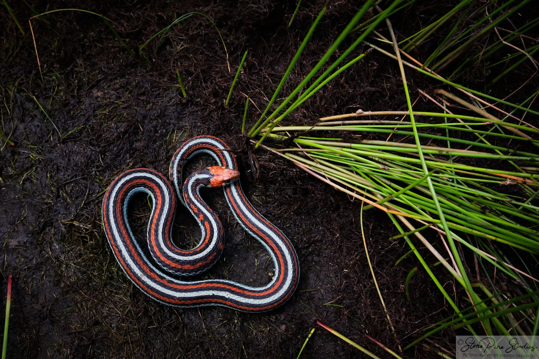 San Francisco Garter Snake (Thamnophis sirtalis tetrataenia)
