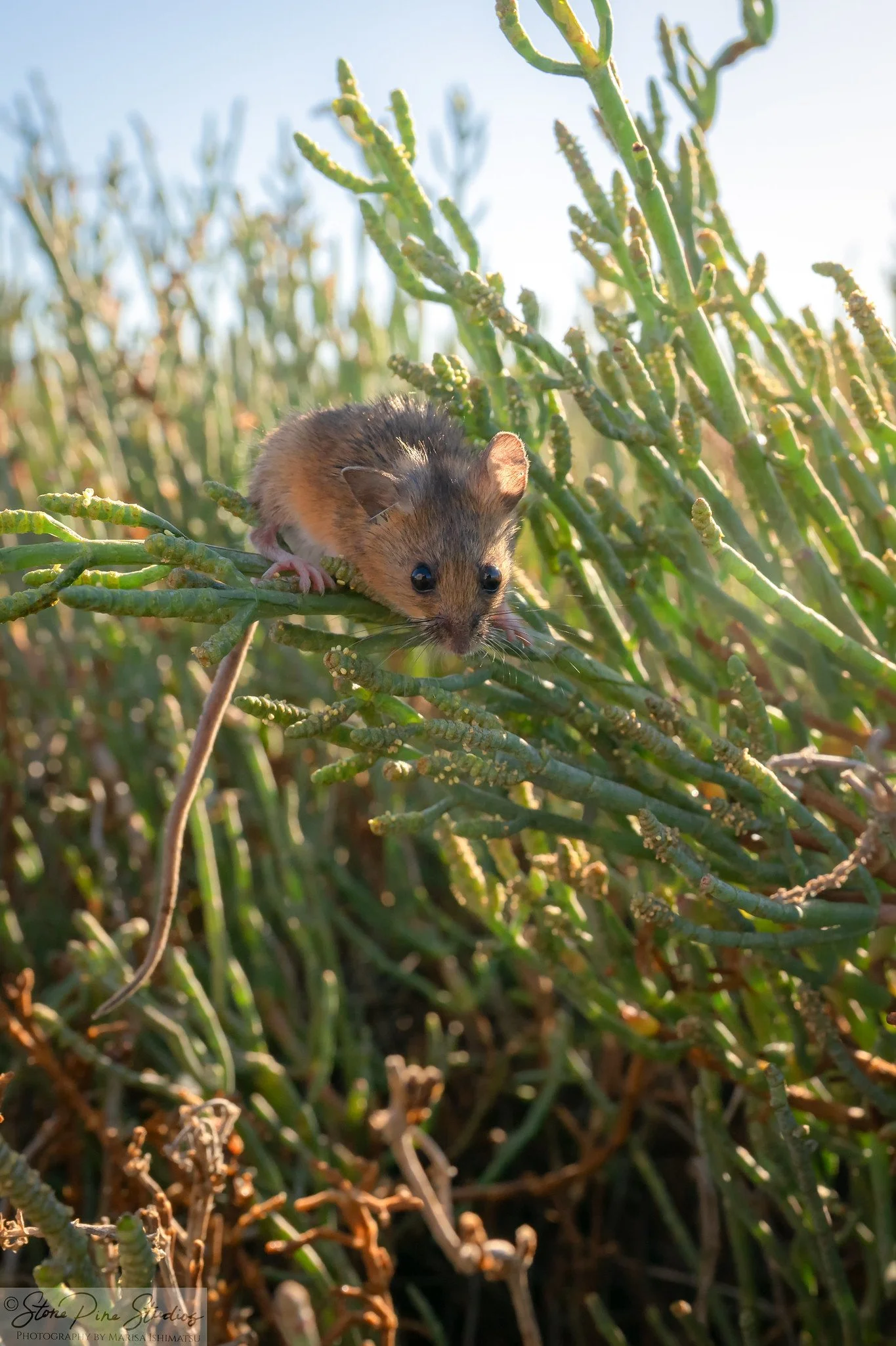 Salt marsh harvest mouse (Reithrodontomys raviventris)