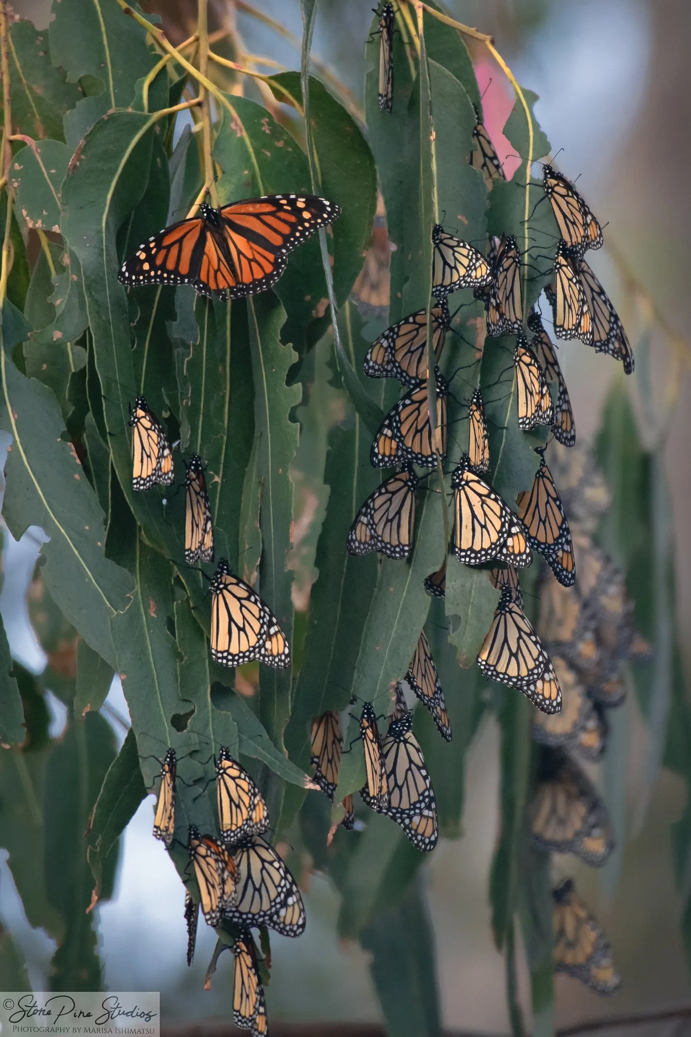 Monarch butterflies (Danaus plexippus) overwintering