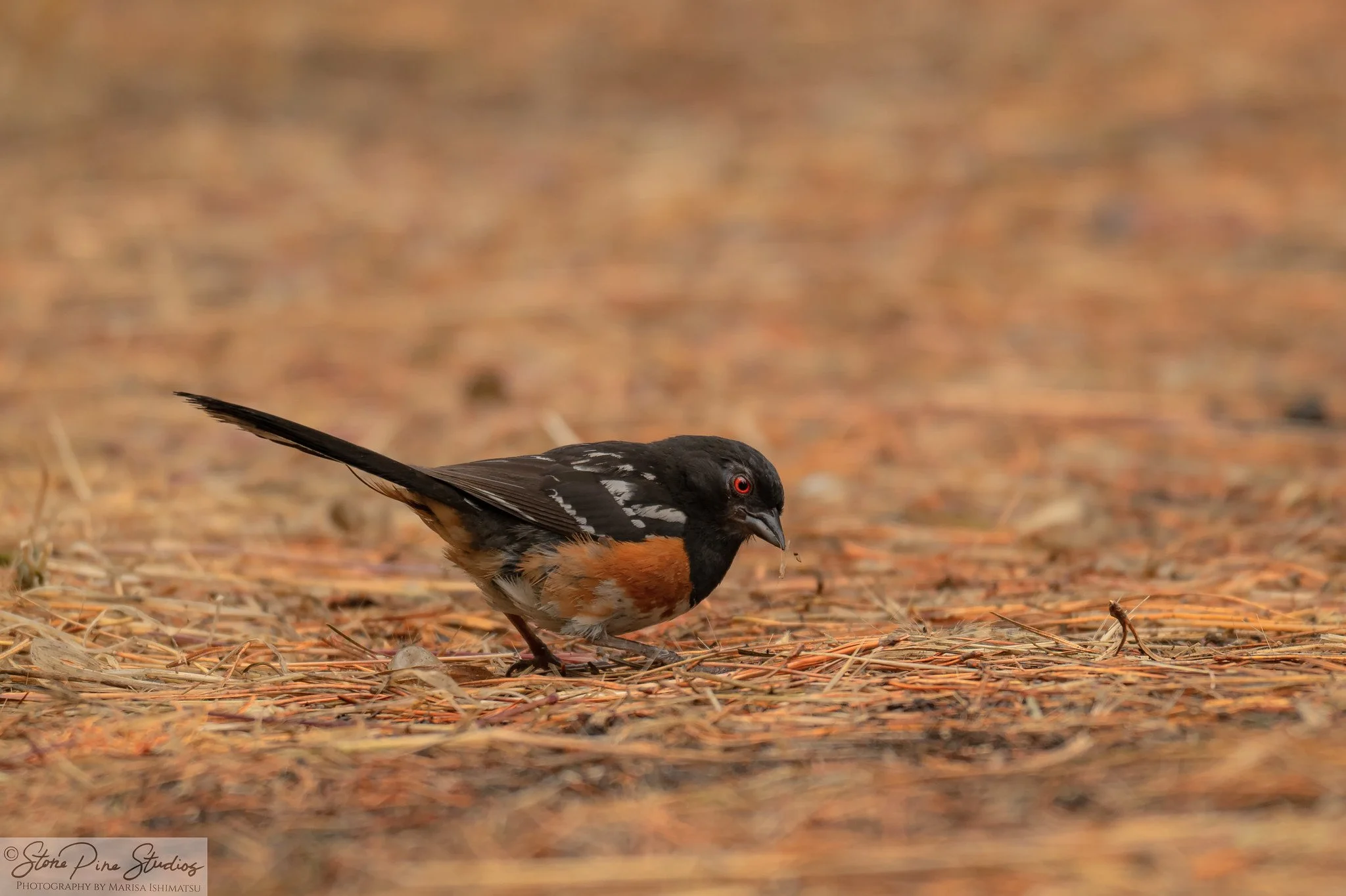 Spotted towhee (Pipilo maculatus)