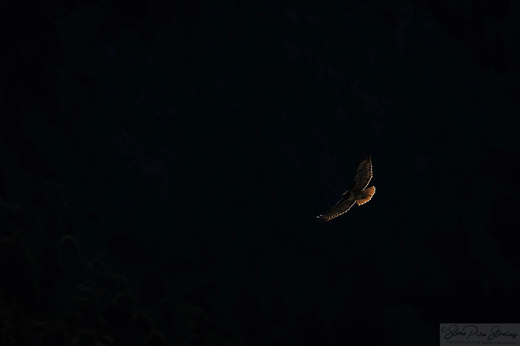 Red-tailed hawk (Buteo jamaicensis)