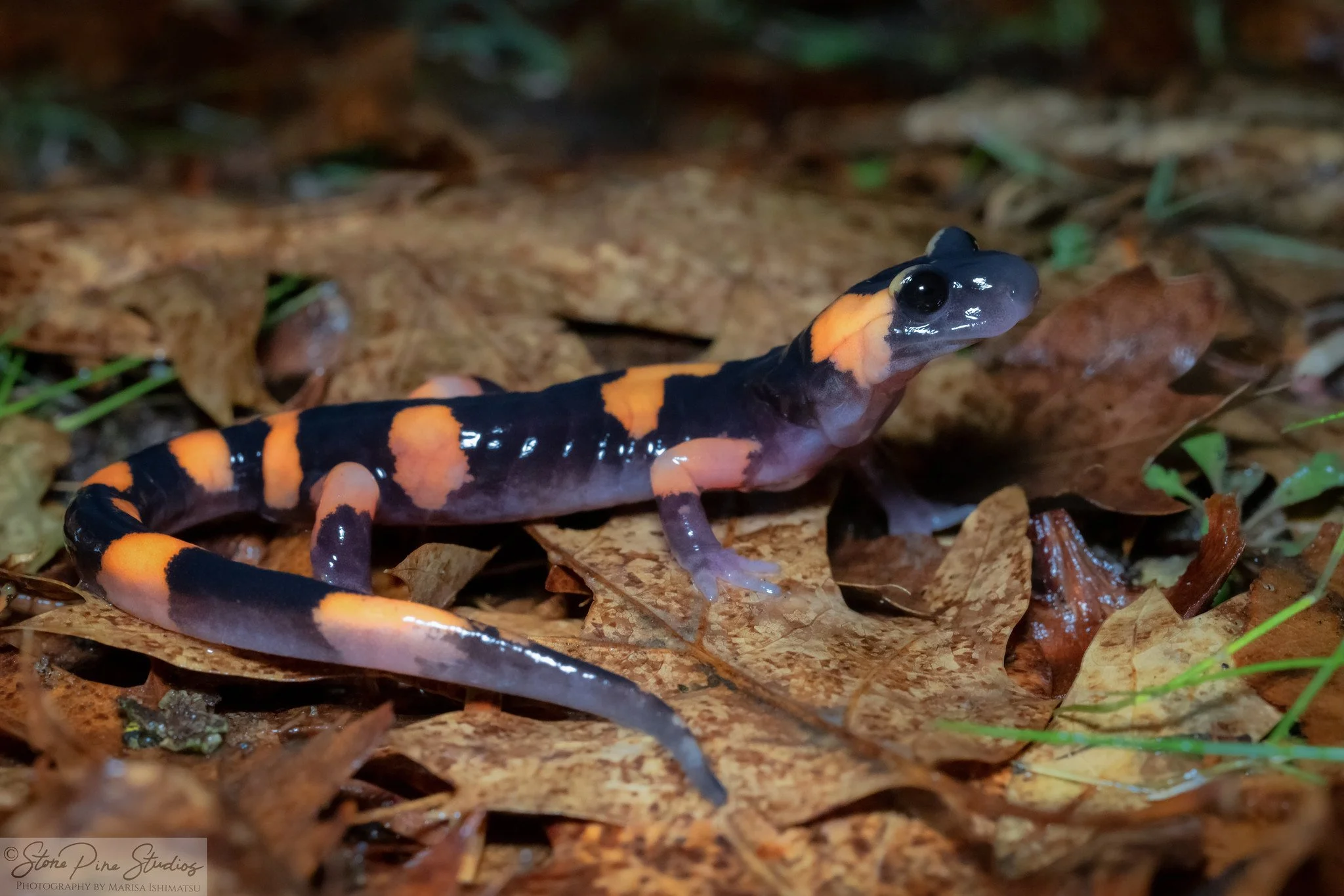 Large-blotched ensatina (Ensatina eschscholtzii klauberi)