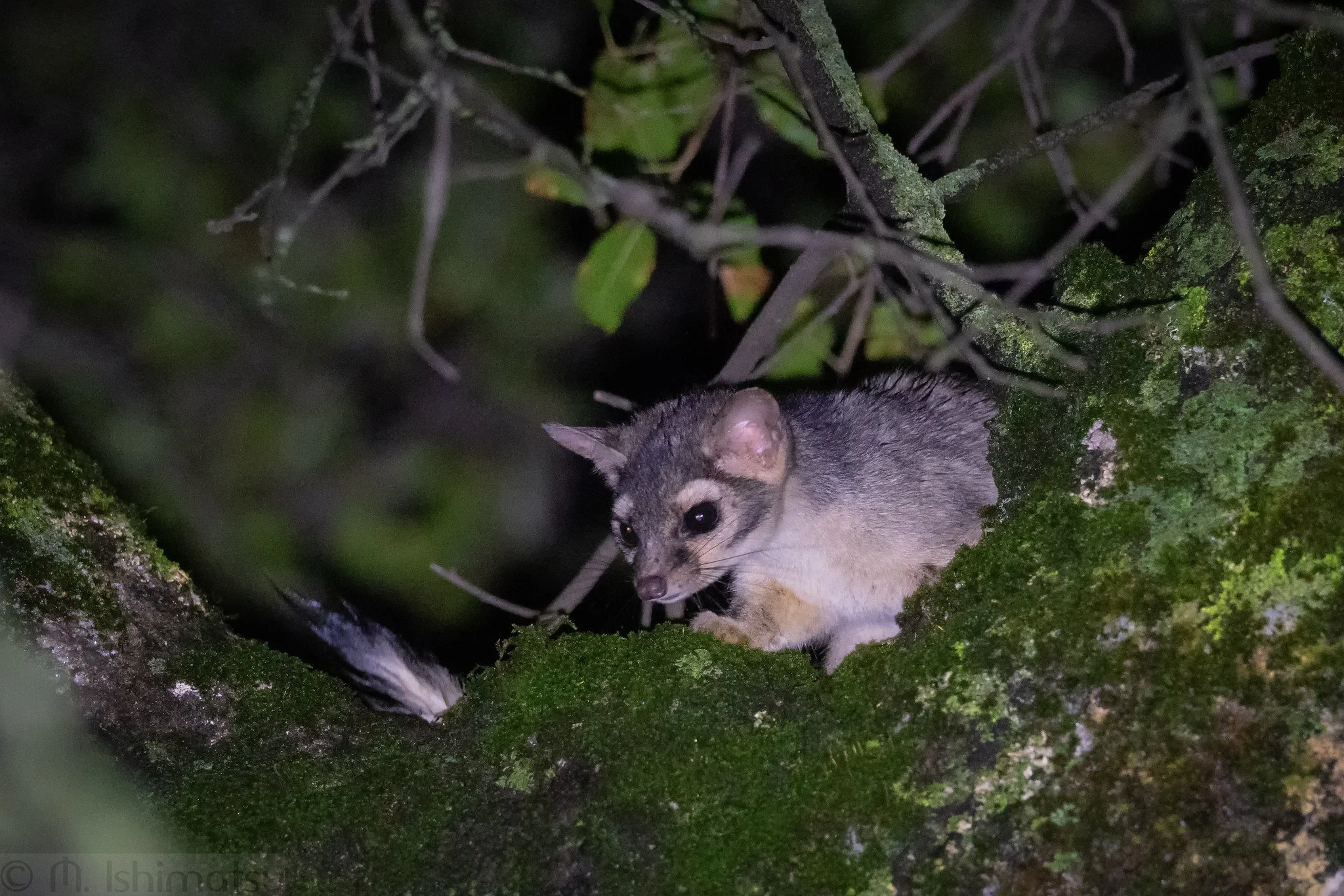 Ringtail (Bassariscus astutus)