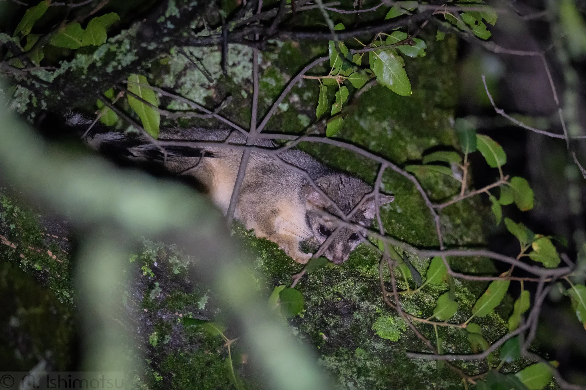 Ringtail (Bassariscus astutus)