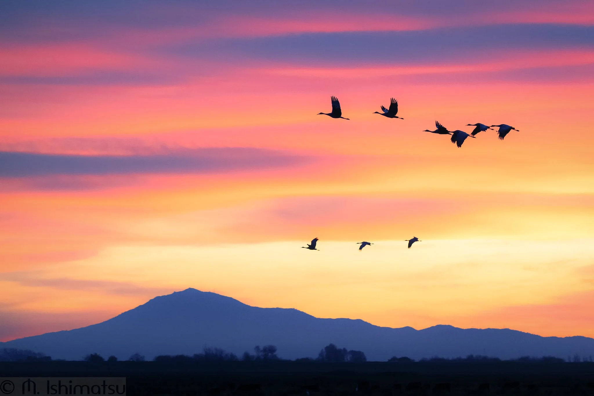 Sandhill Crane (Grus canadensis)