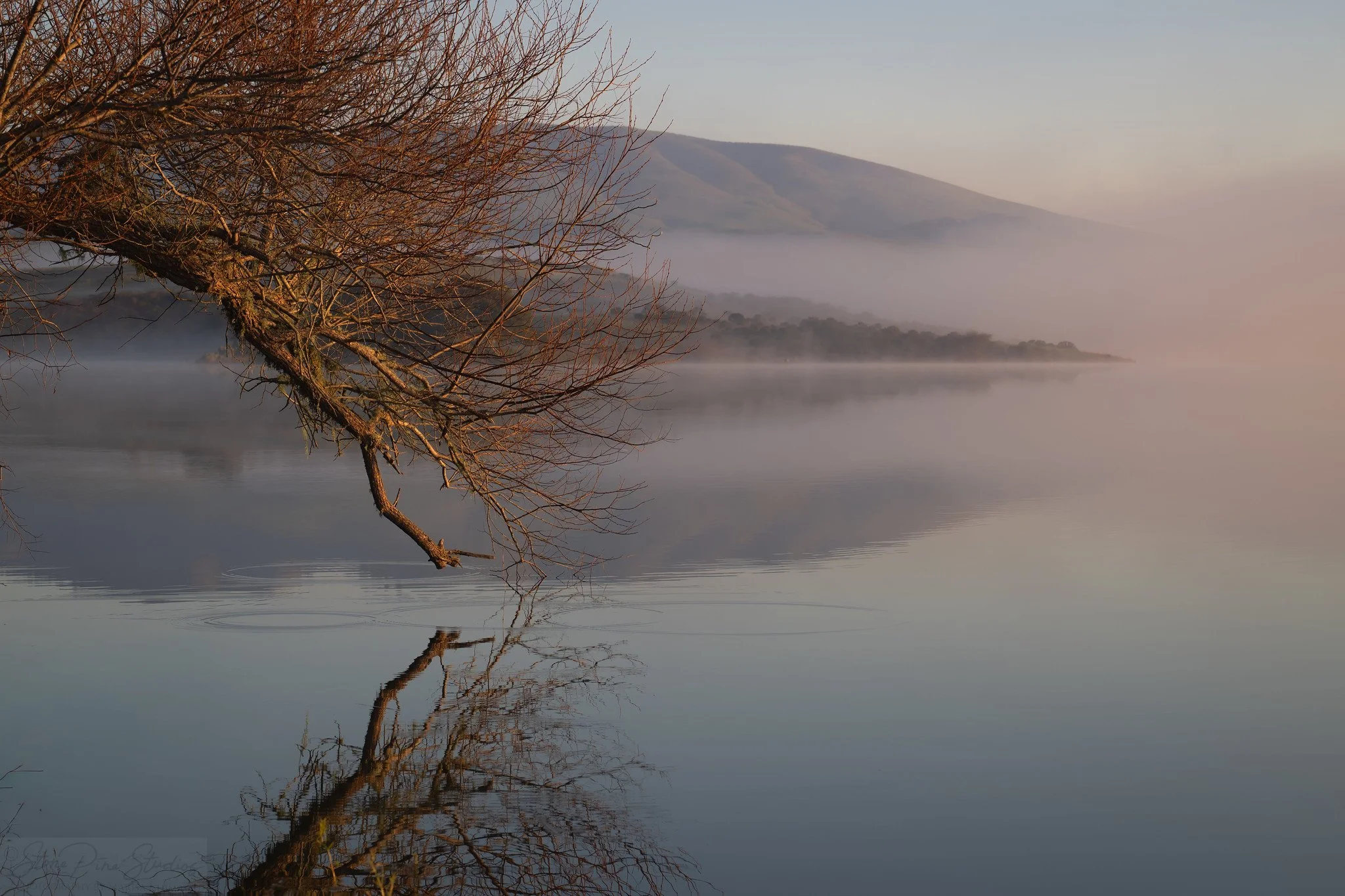 Ripples and Reflection
