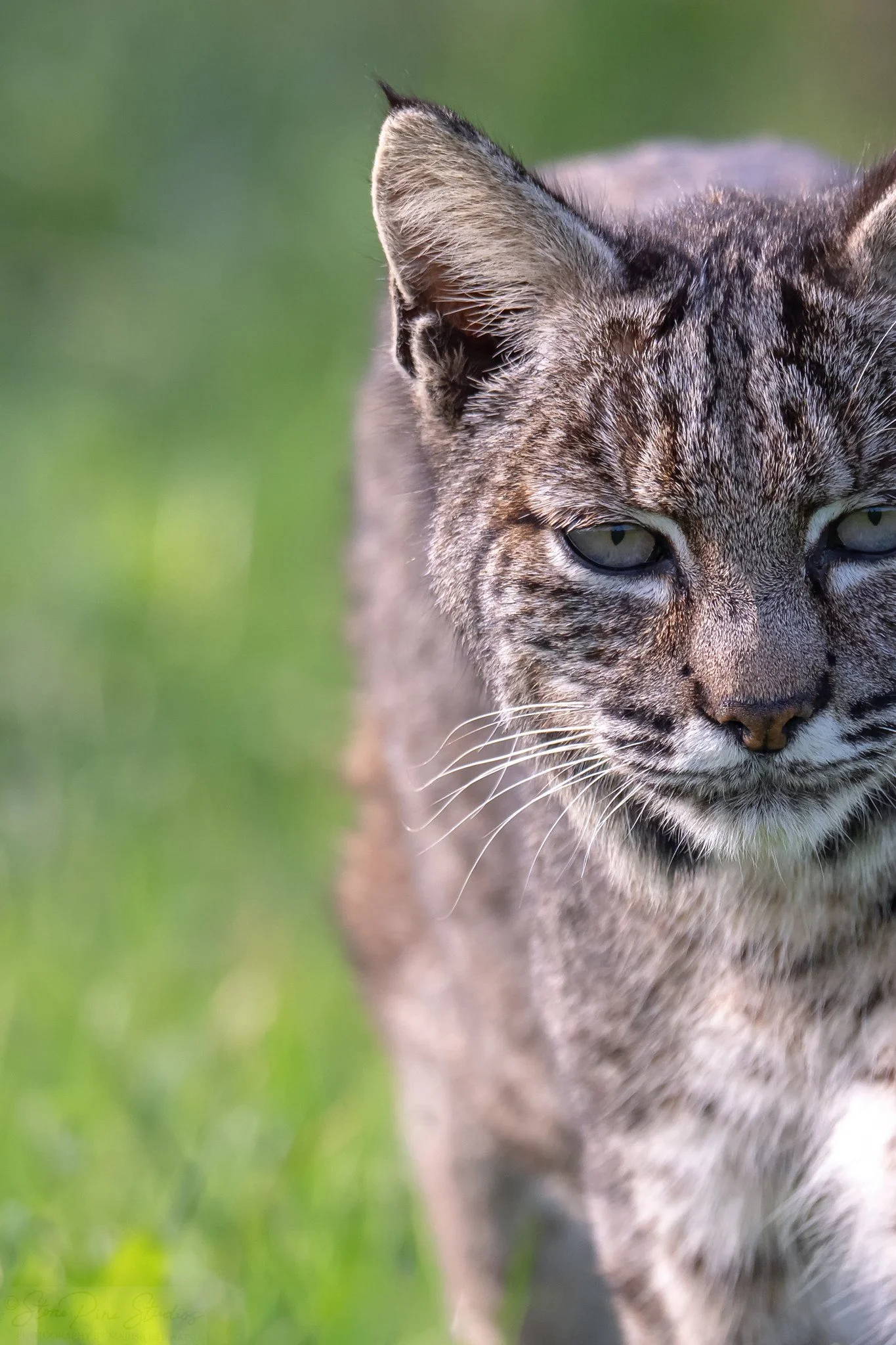 Bobcat (Lynx rufus)