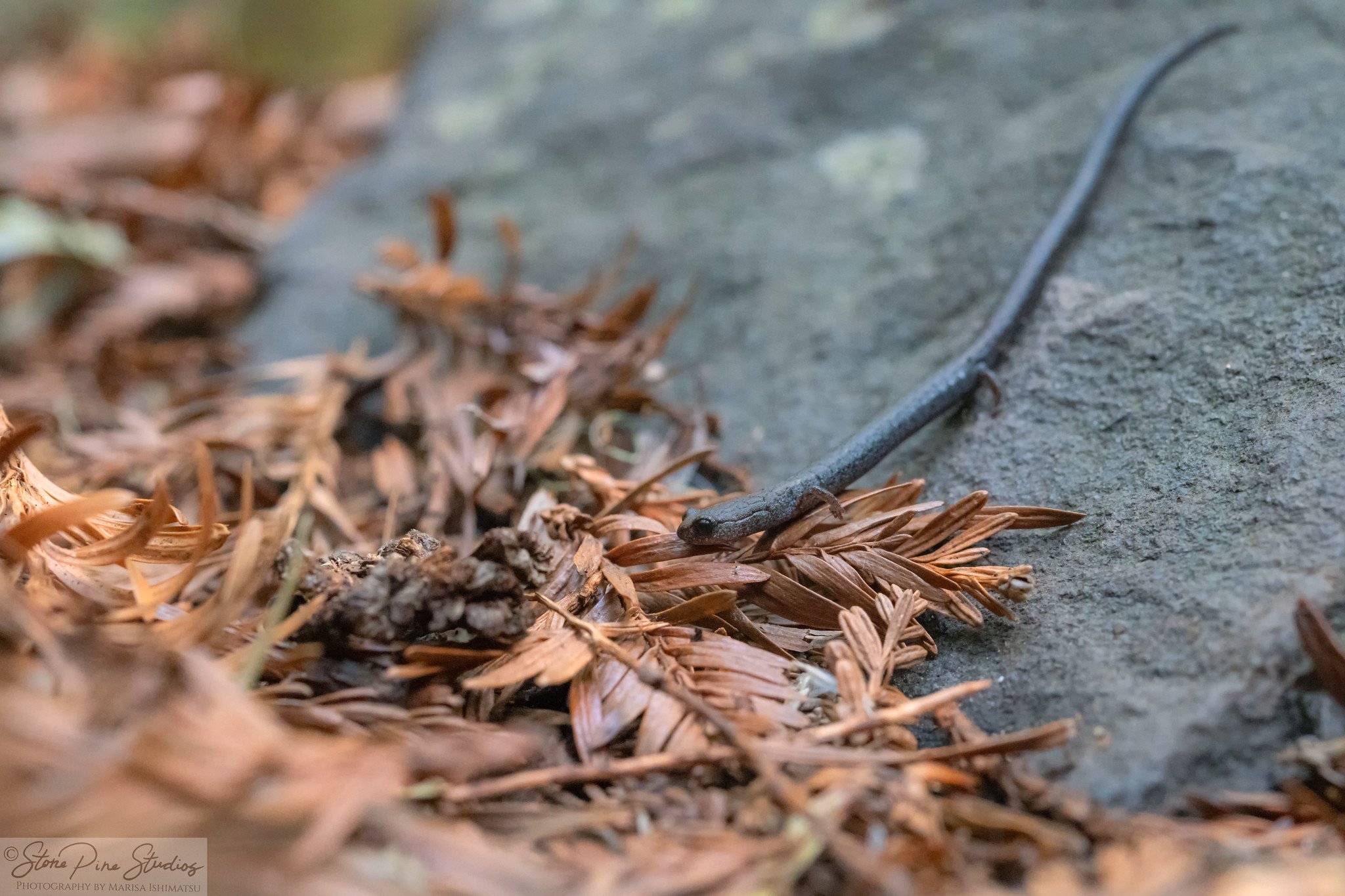 San Simeon Slender Salamander (Batrachoseps incognitus)