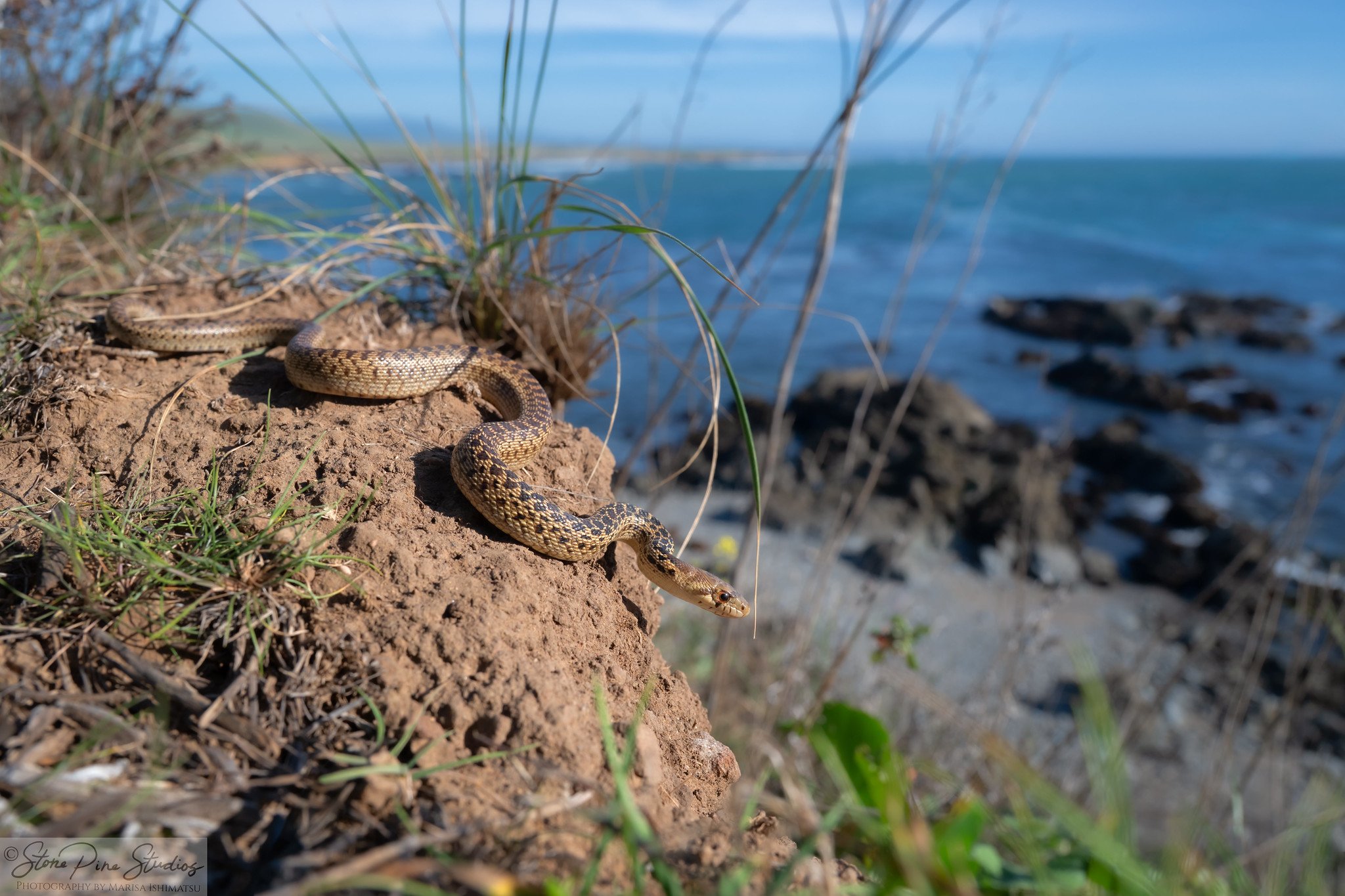San Diego gophersnake (Pituophis catenifer annectens)