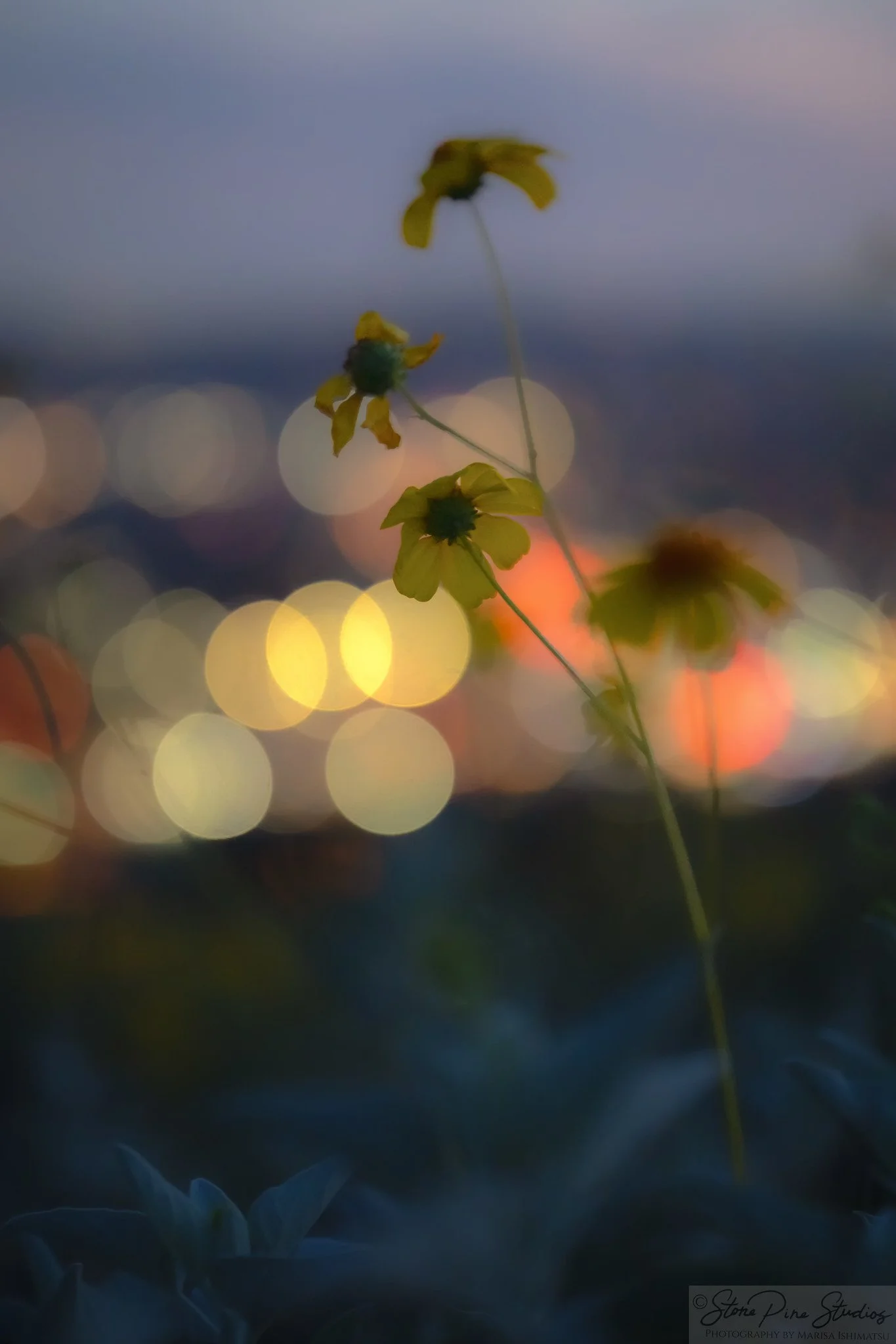 Brittlebush (Encelia farinosa)