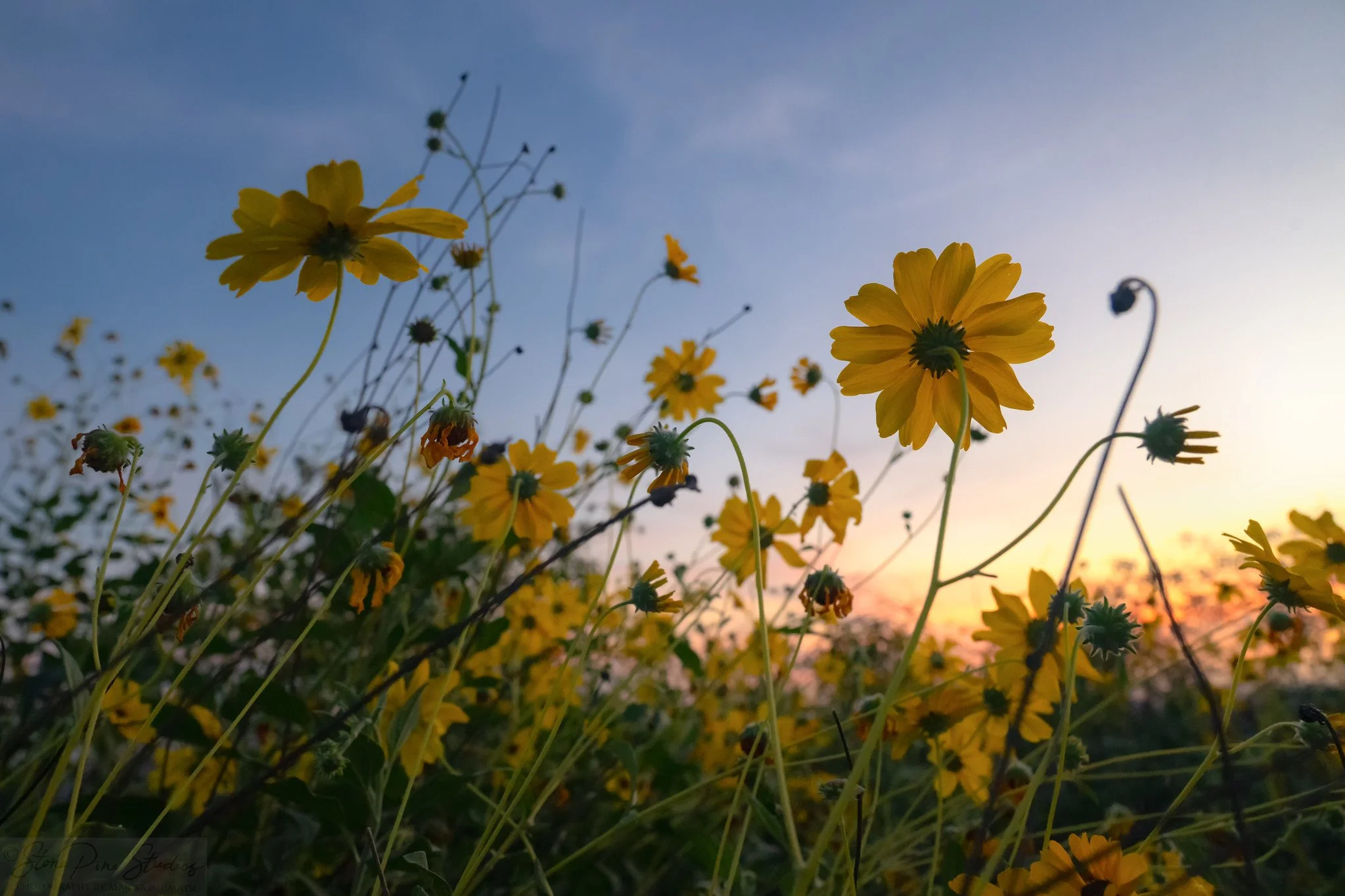 Brittlebush (Encelia farinosa)