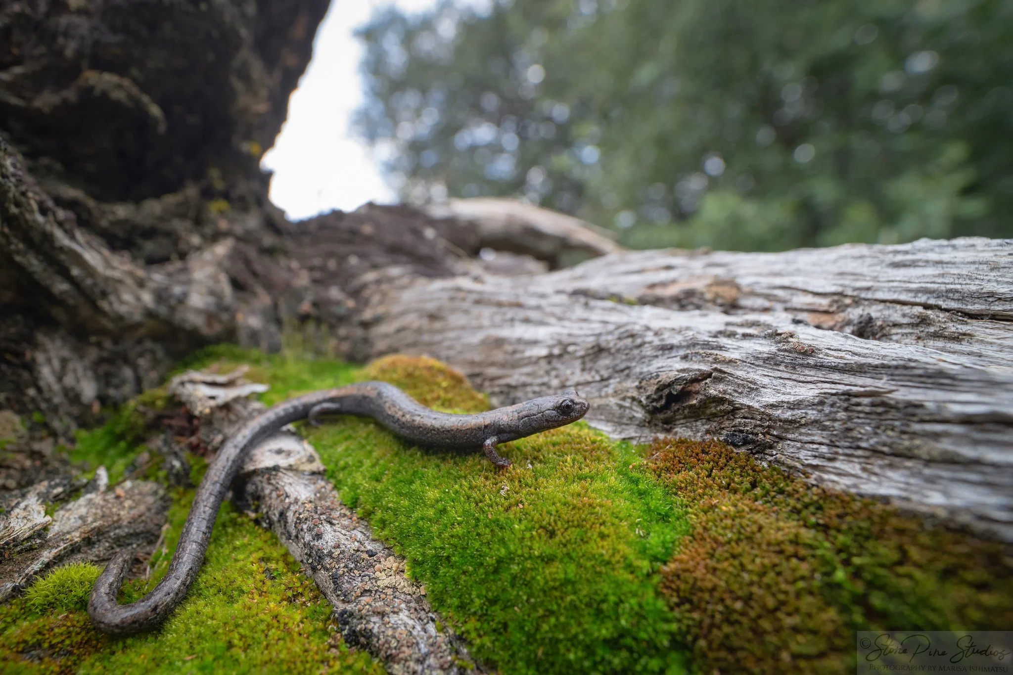 Black-bellied Slender Salamander (Batrachoseps nigriventris)