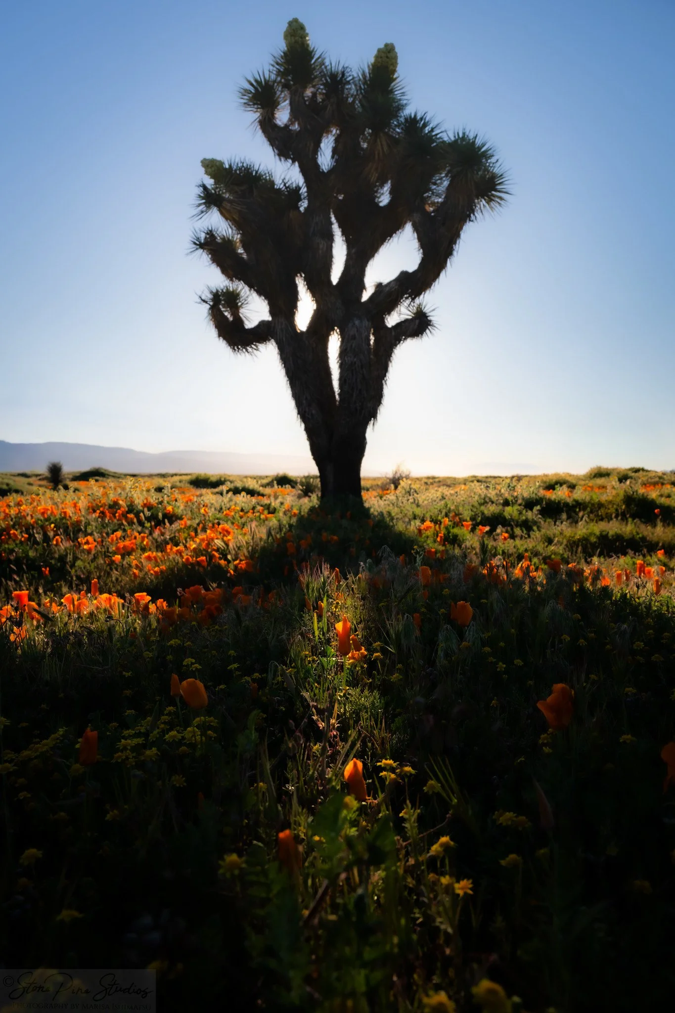 California poppy (Eschscholzia californica) and Joshua Tree (Yucca brevifolia)