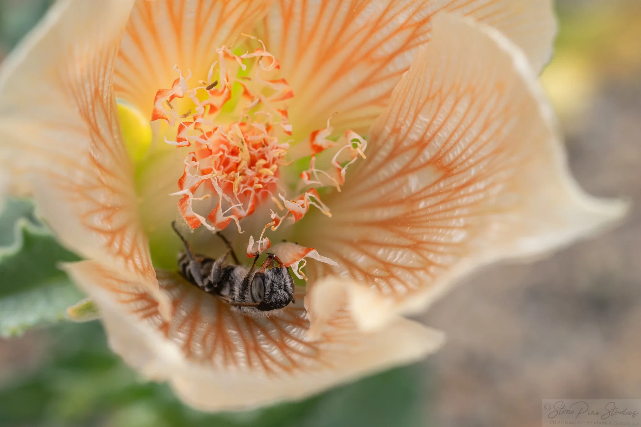Hesperaspis (Xeralictoides)