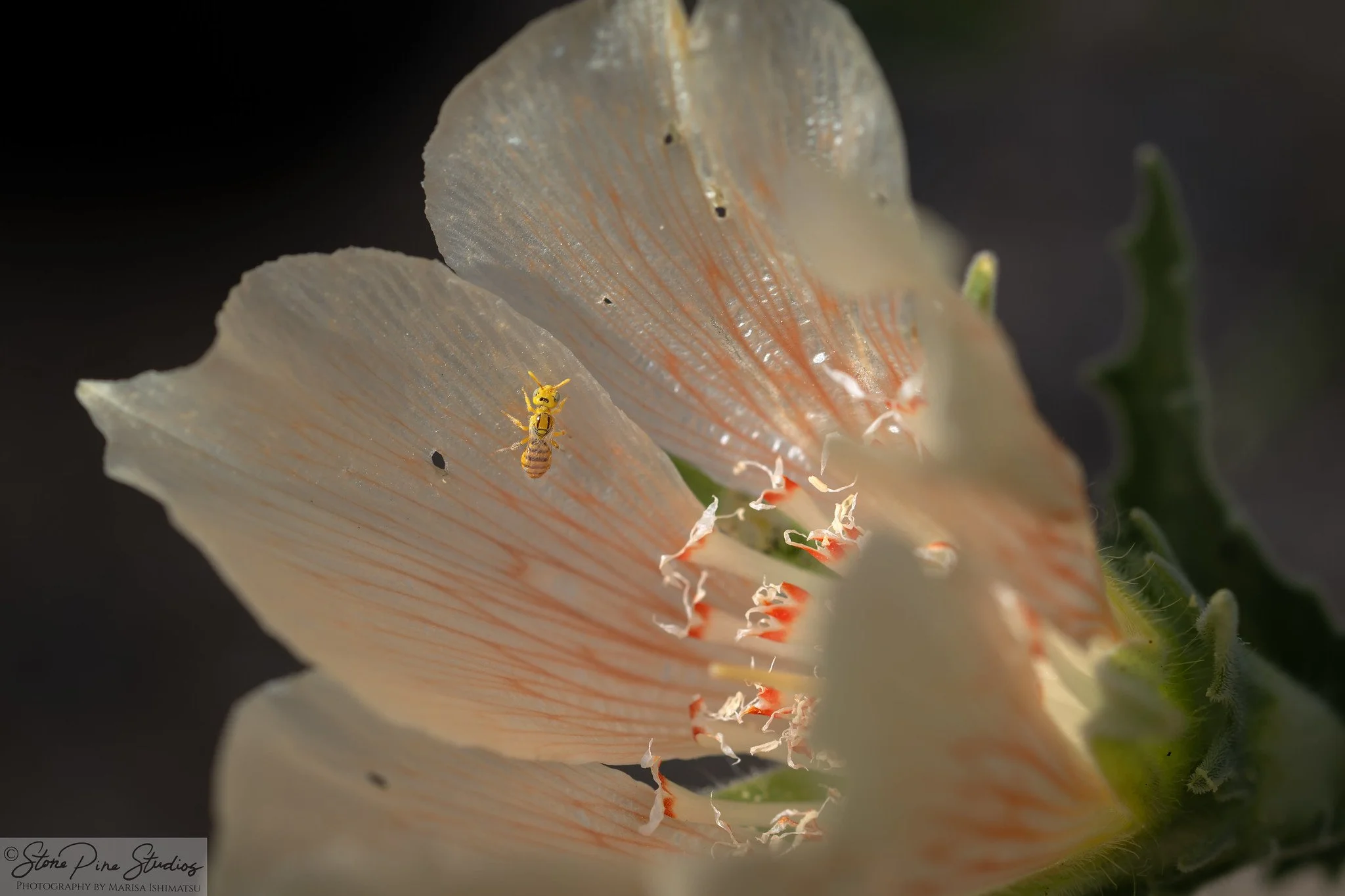 Perdita koebelei, morph (female)