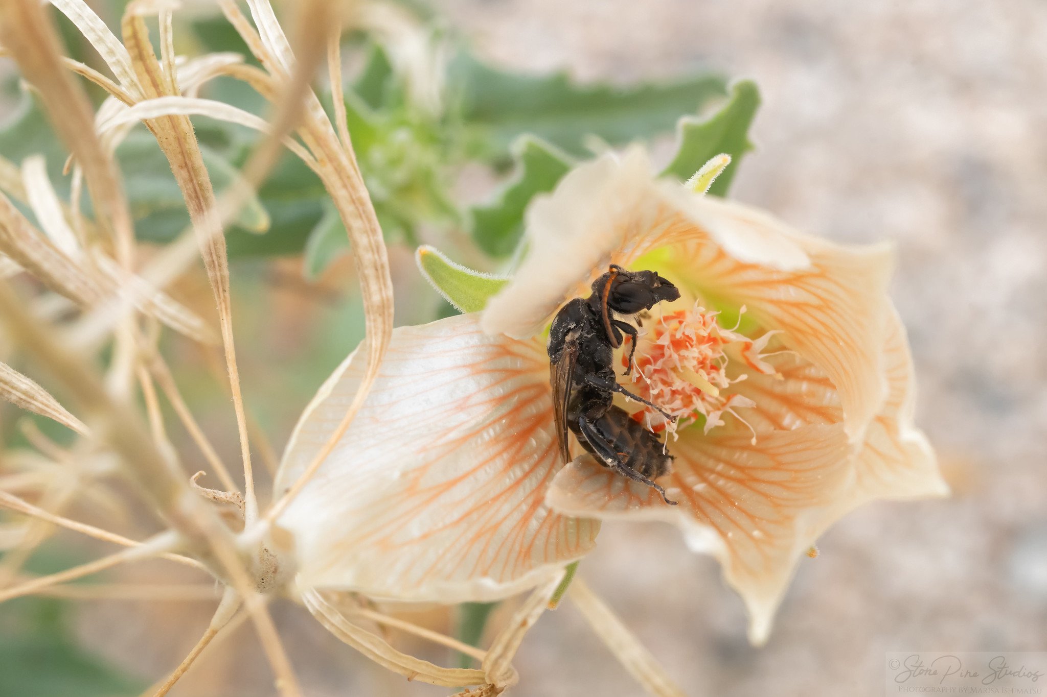 Xeralictus timberlakei
