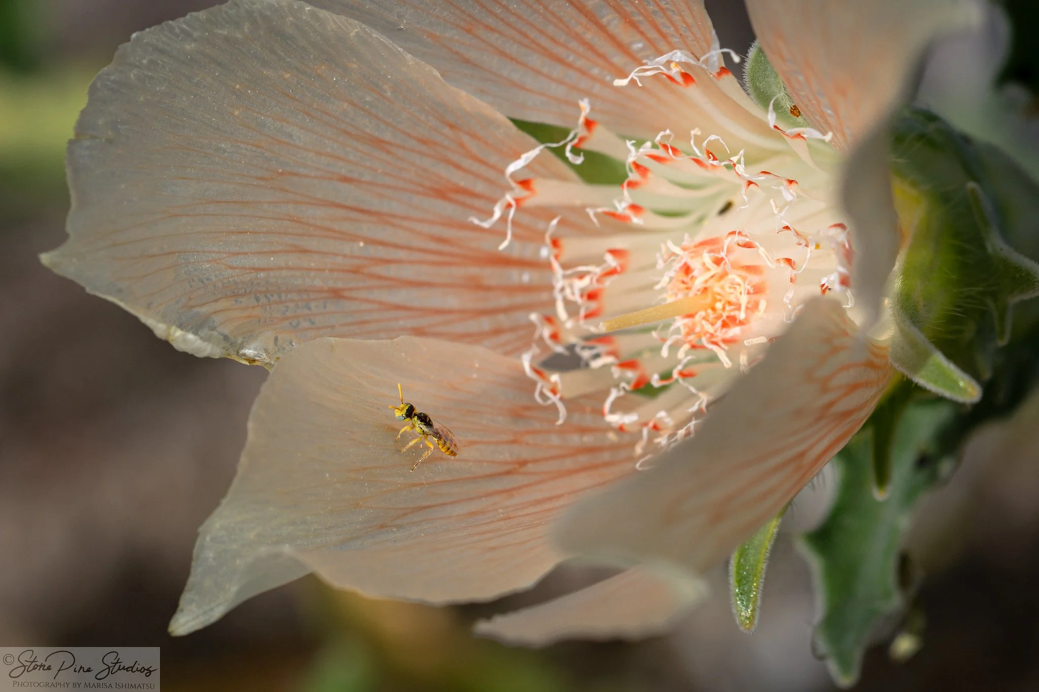 Perdita koebelei, morph (male)