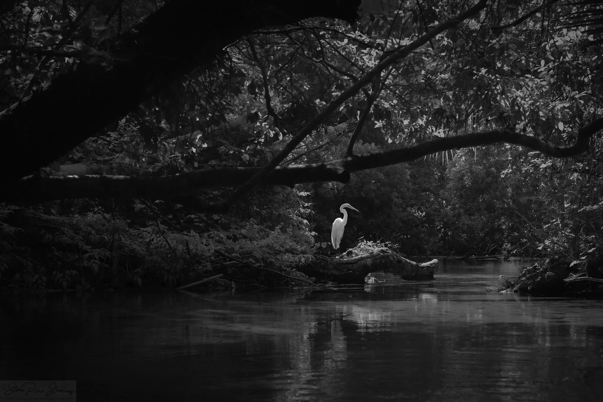 Great egret (Ardea alba egretta)