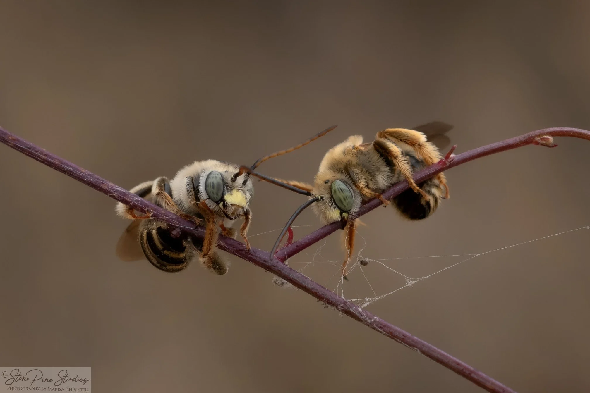 Long-horned bee (Melissodes sp.)