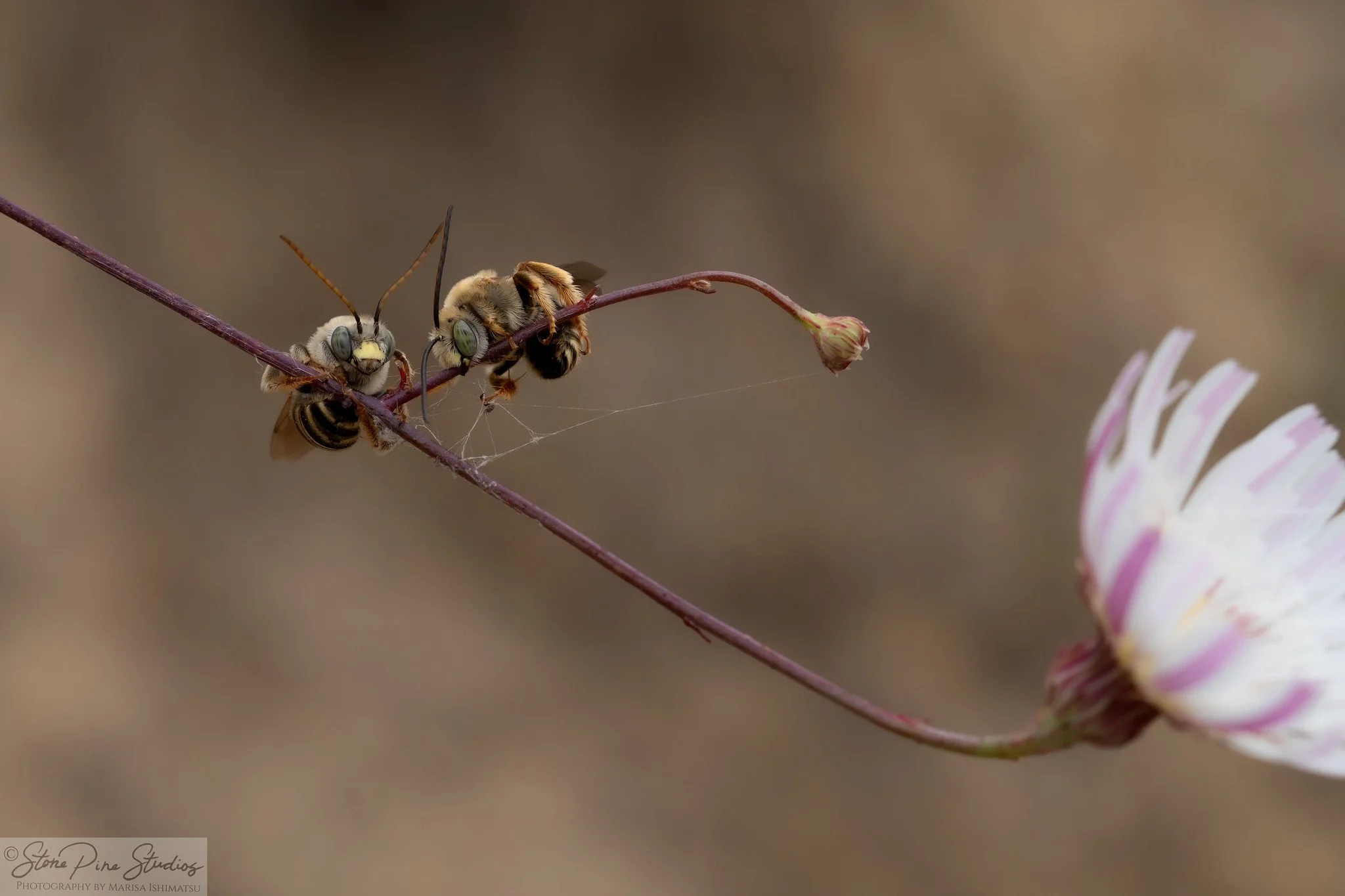 Long-horned bee (Melissodes sp.)