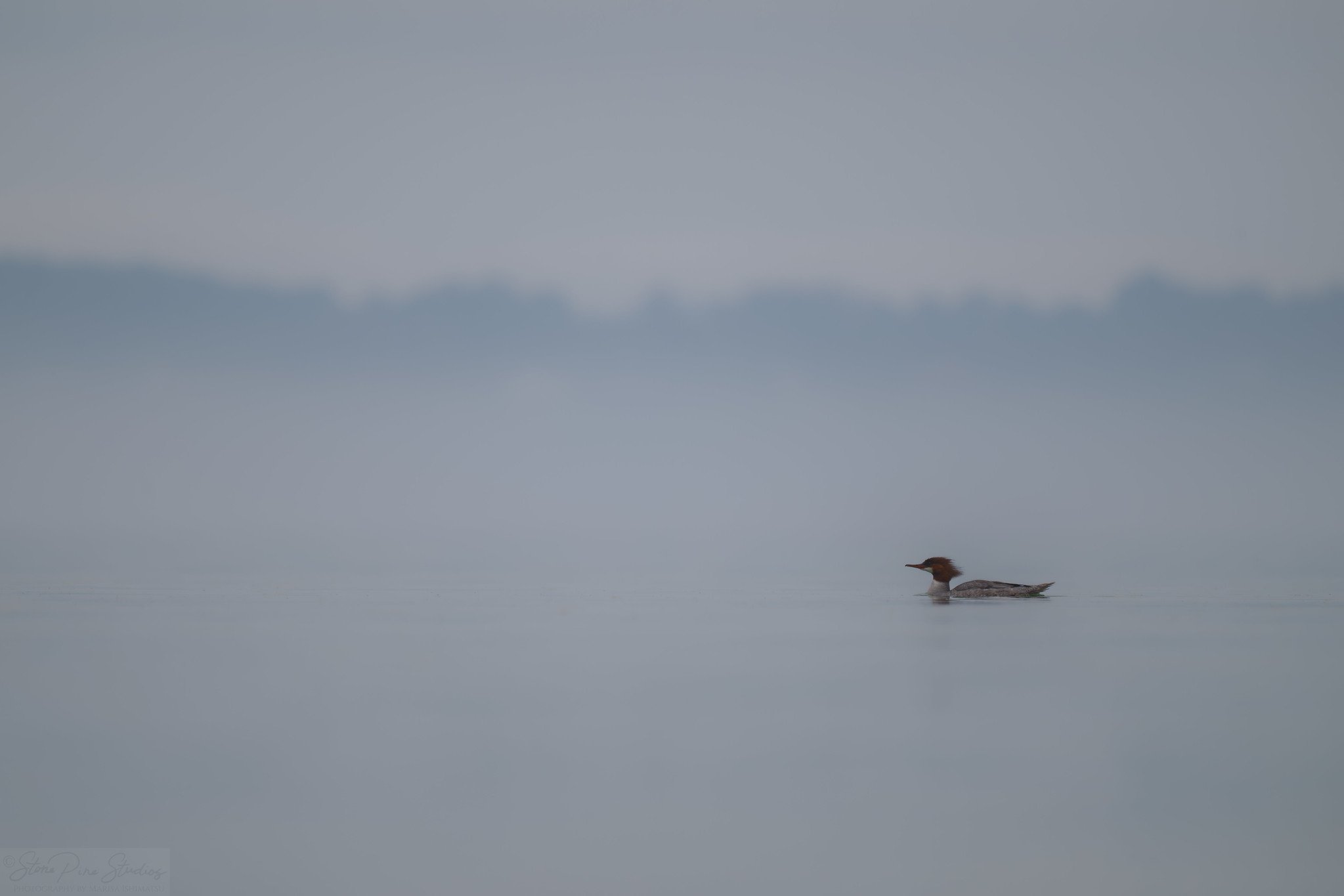 Common merganser (Mergus merganser)