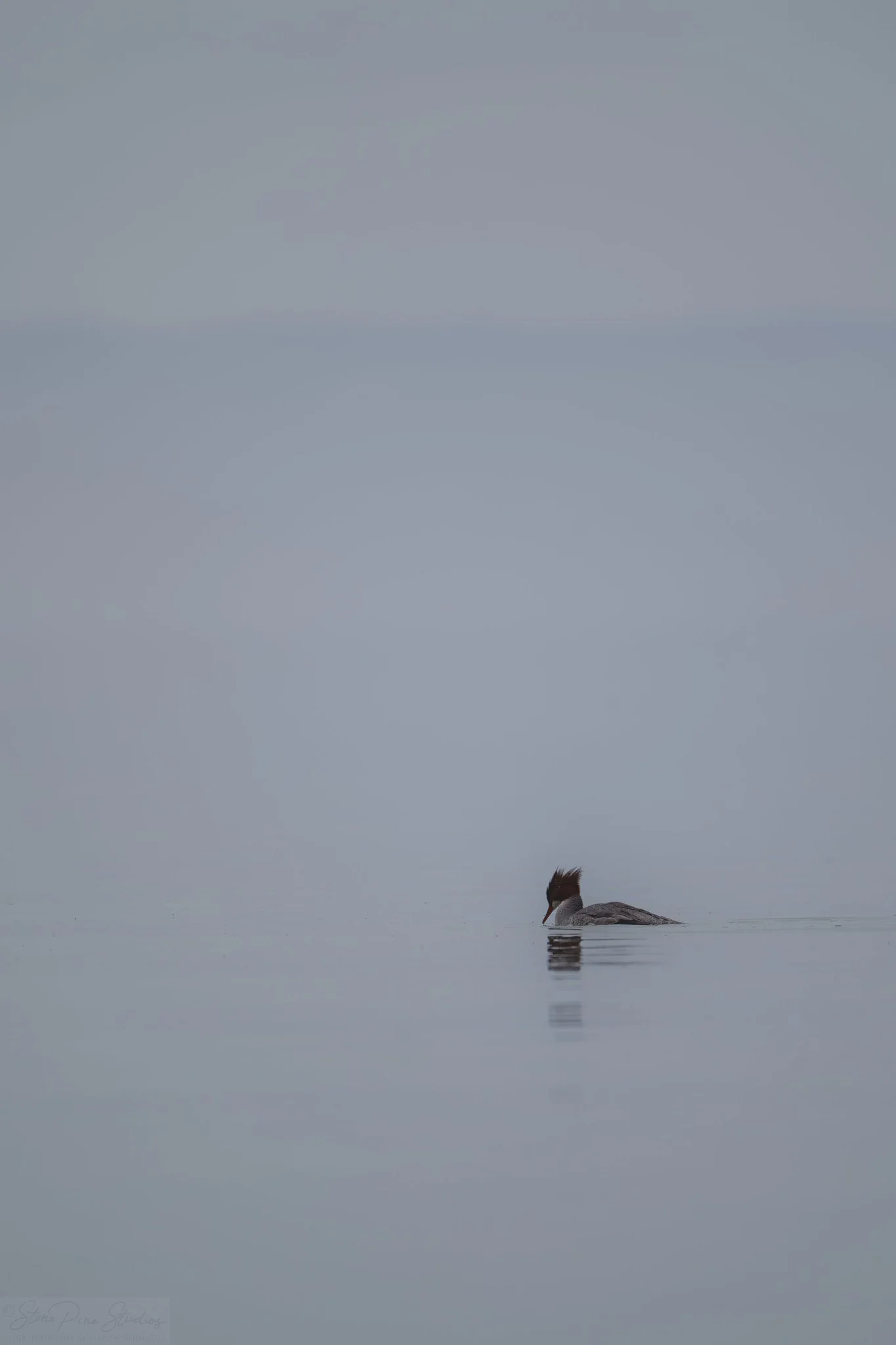 Common merganser (Mergus merganser)