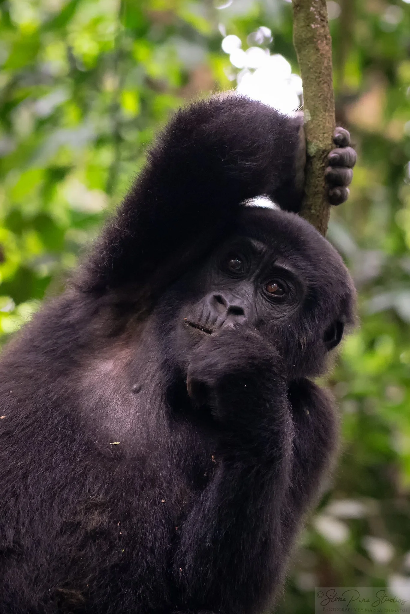 Mountain Gorilla (Gorilla beringei beringei)