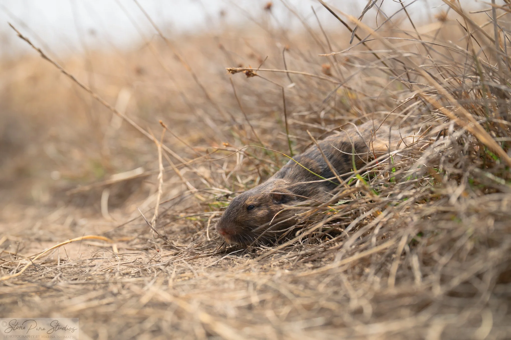 Botta's pocket gopher (Thomomys bottae)