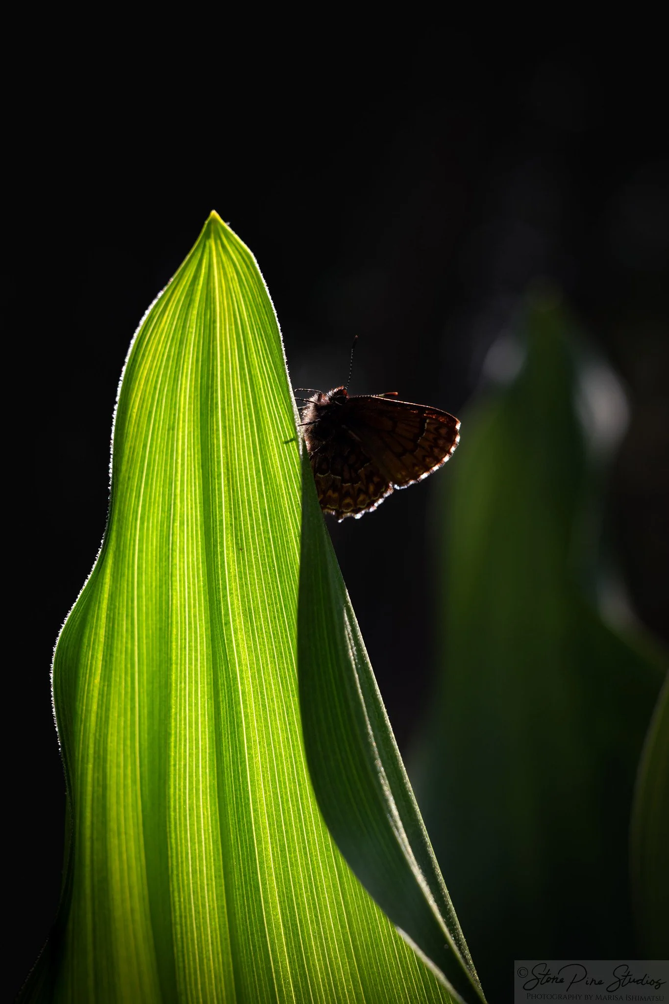 Variable checkerspot (Euphydryas chalcedona)