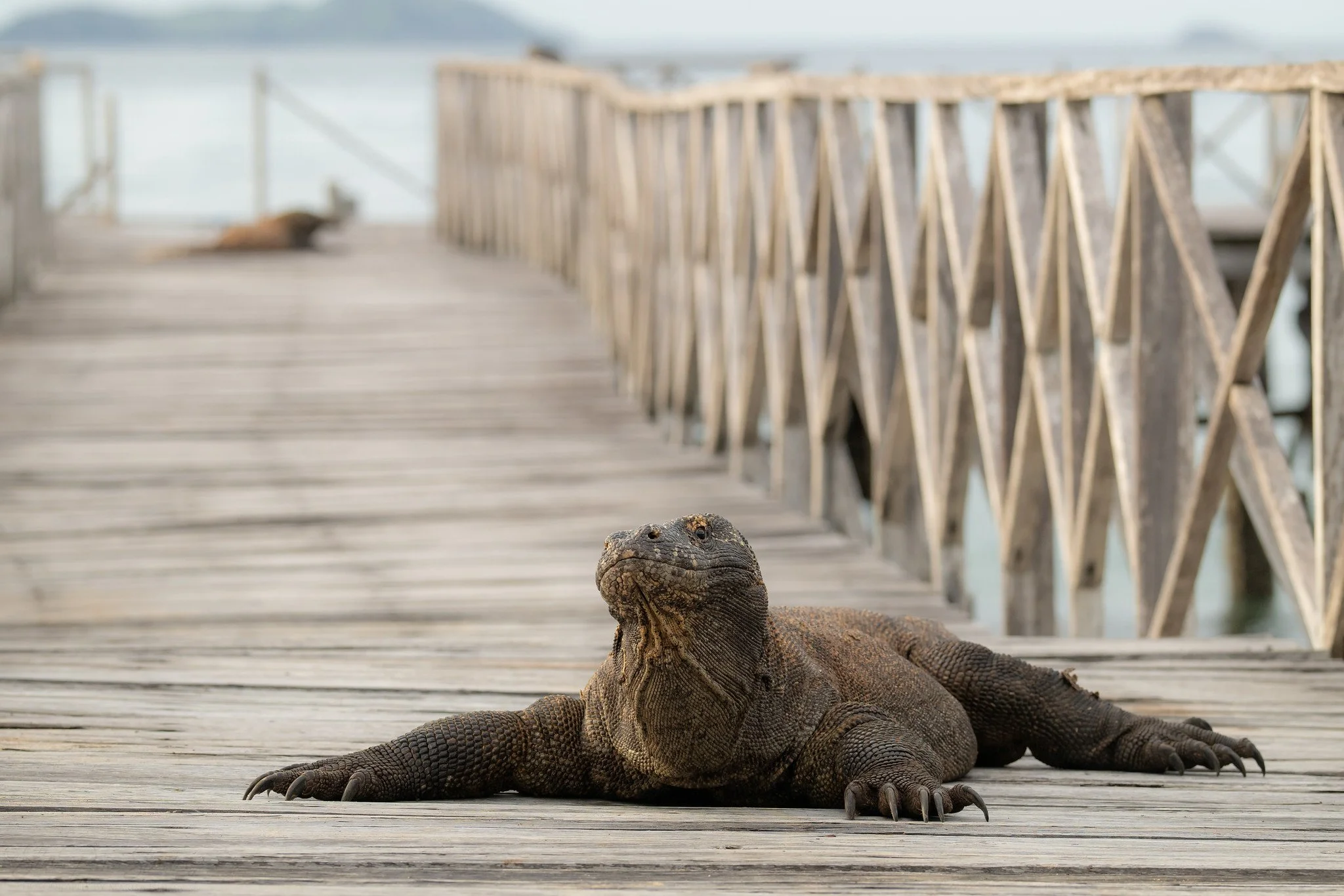 Komodo dragon (Varanus komodoensis)