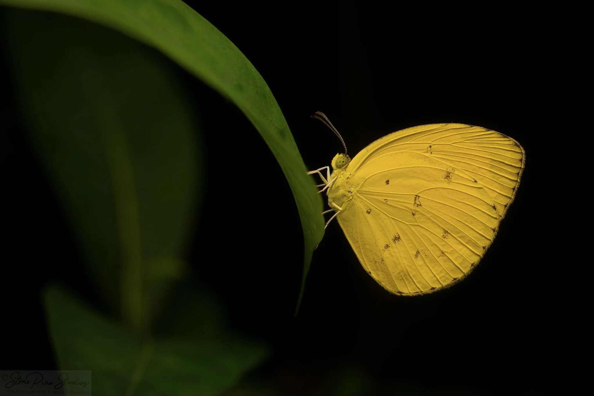Yellow butterfly (ID Needed)