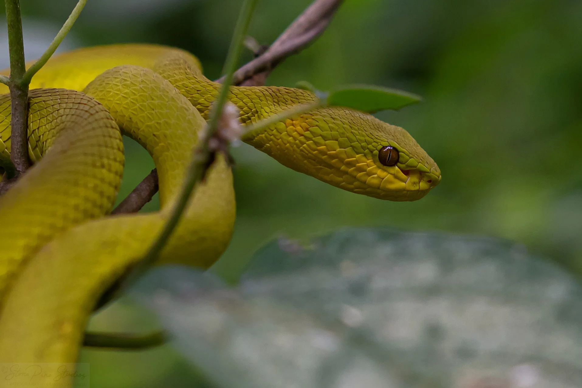 White-lipped pit viper (Trimeresurus insularis), in situ