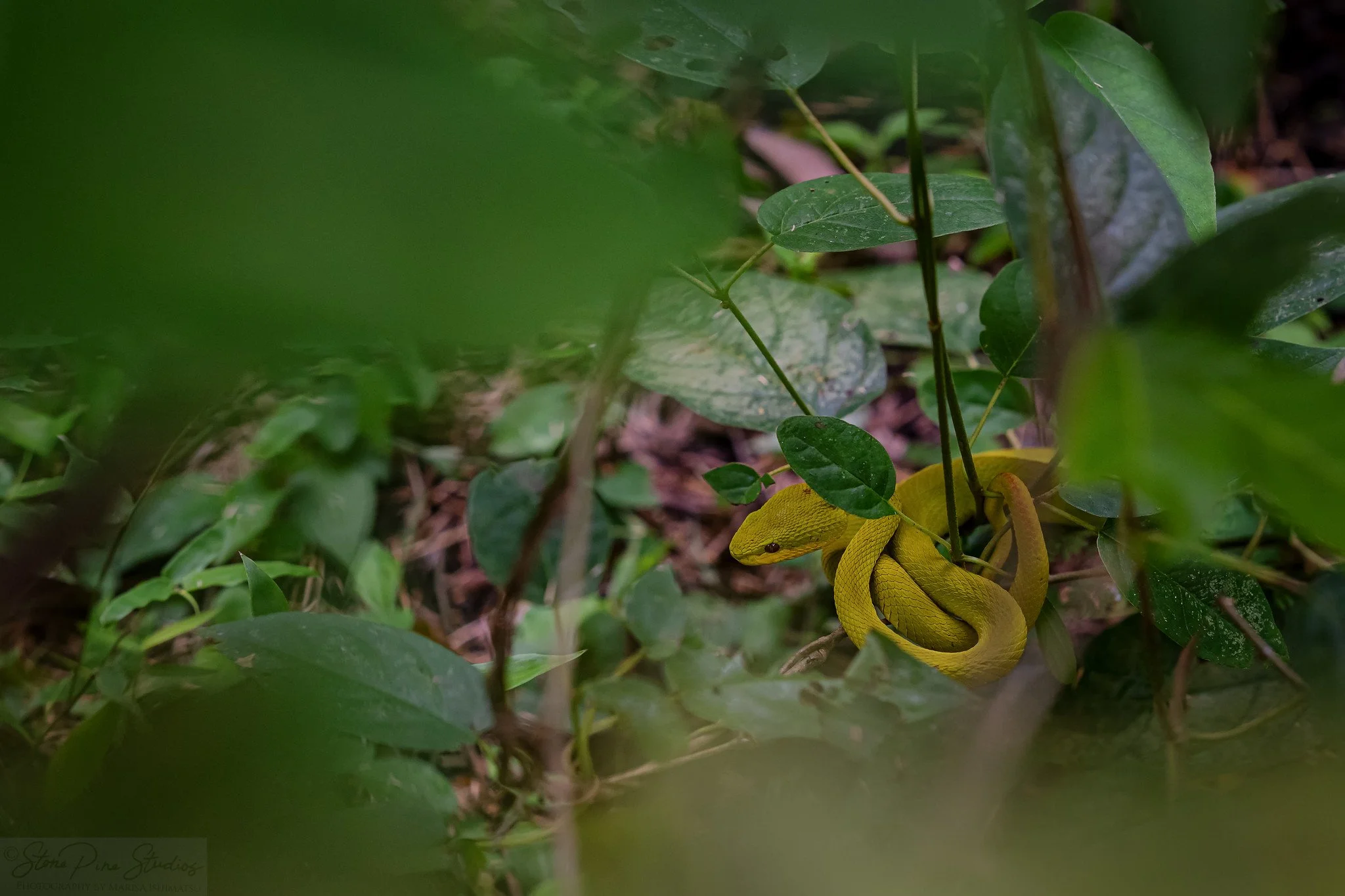White-lipped pit viper (Trimeresurus insularis), in situ