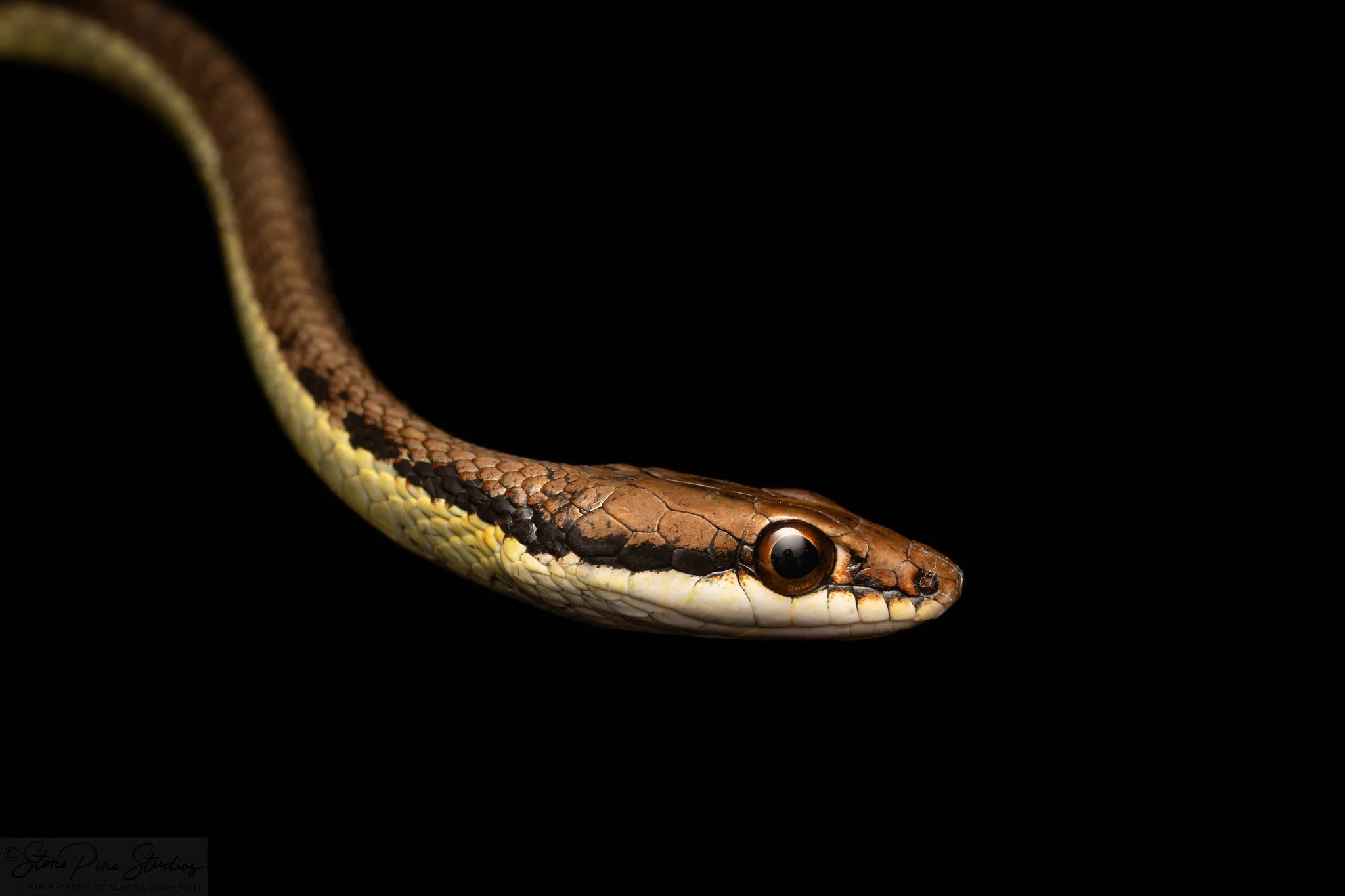 Lesser Sundas Bronzeback (Dendrelaphis inornatus)