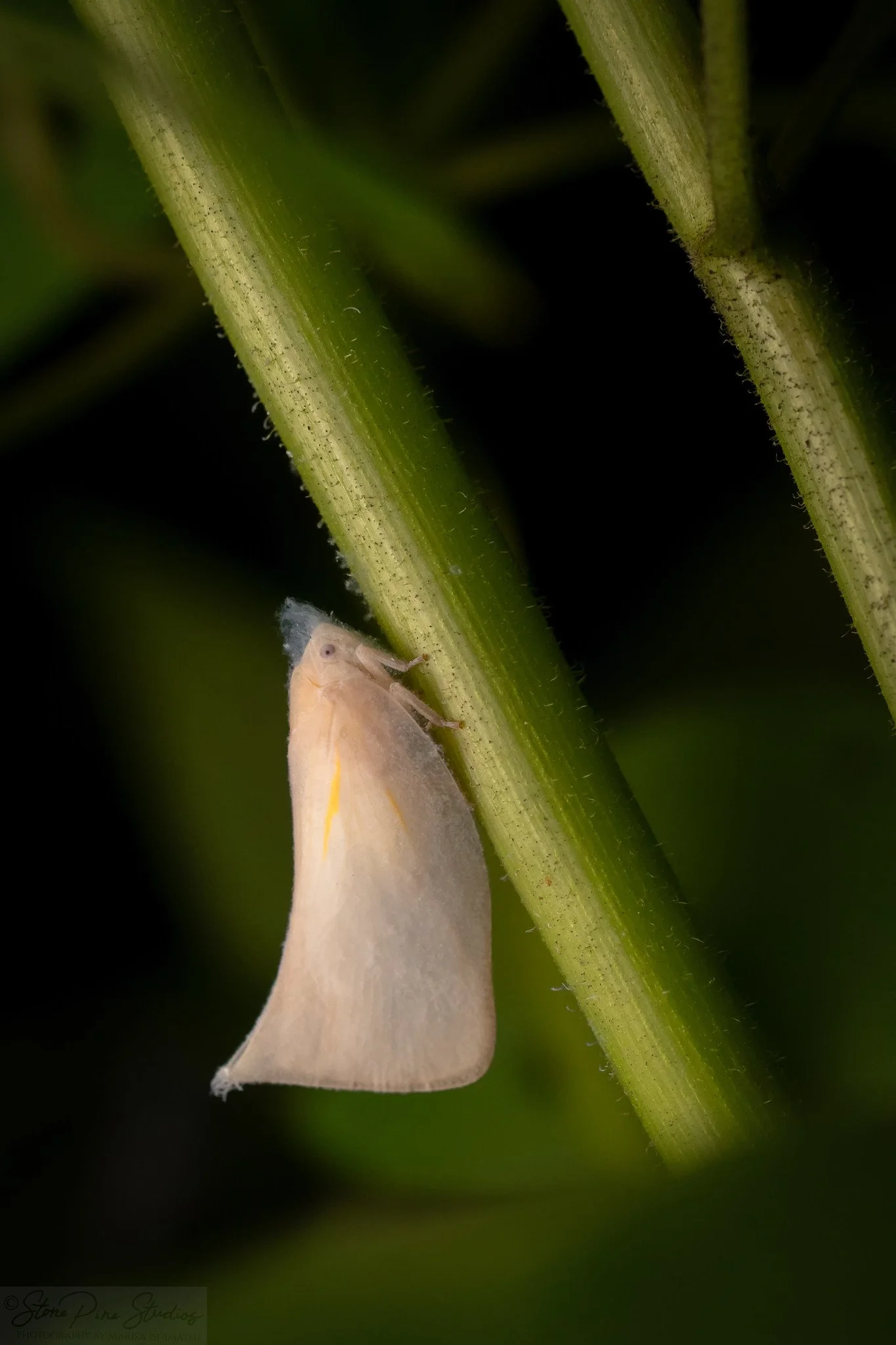 Leaf hopper nymph (ID needed)