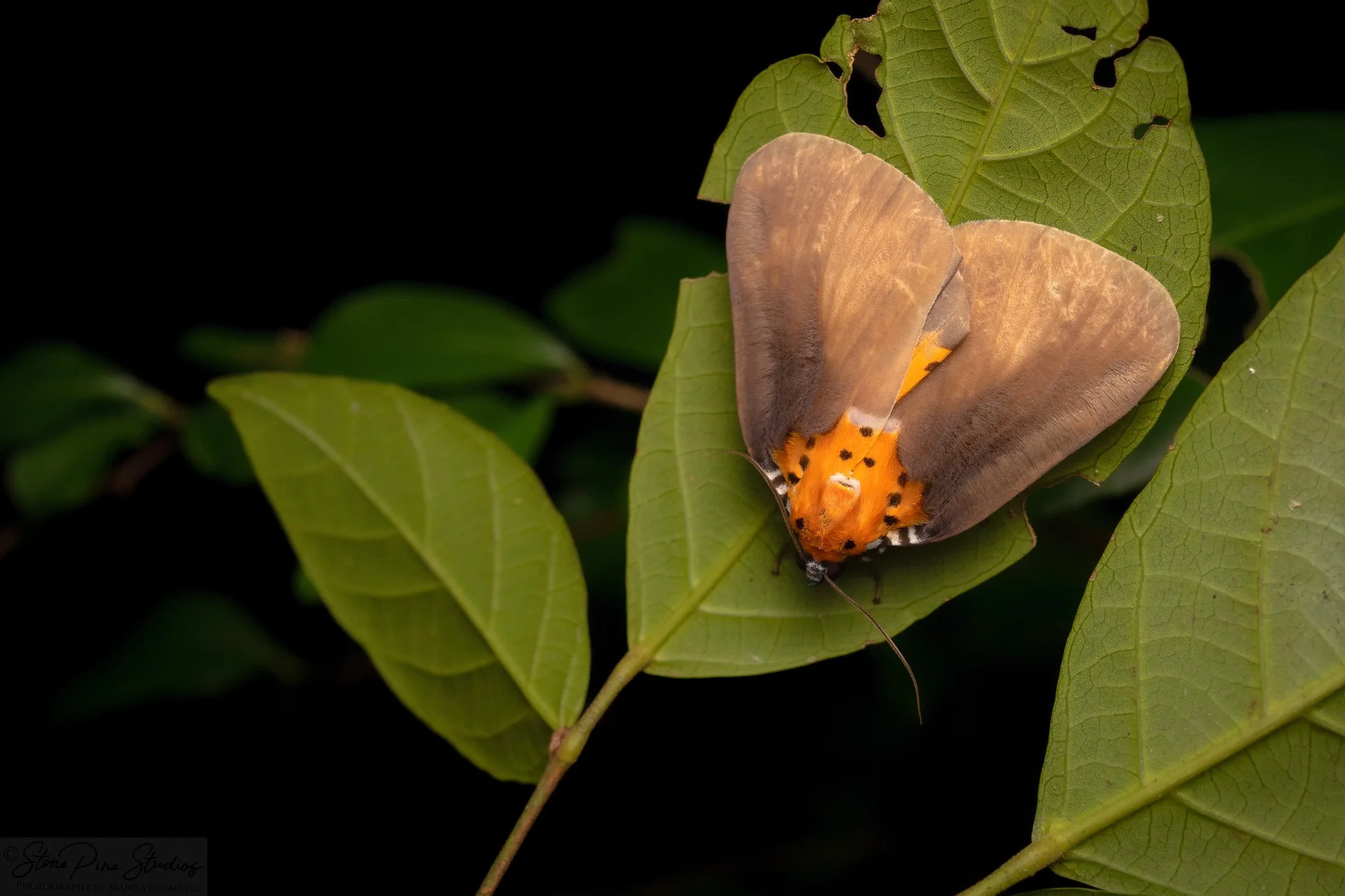Moth (ID needed)