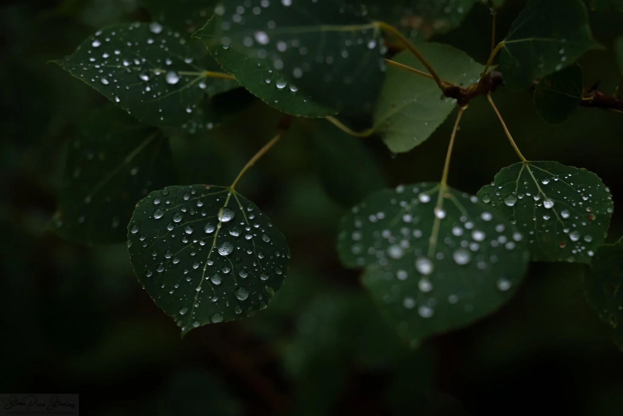 Poplar in the rain