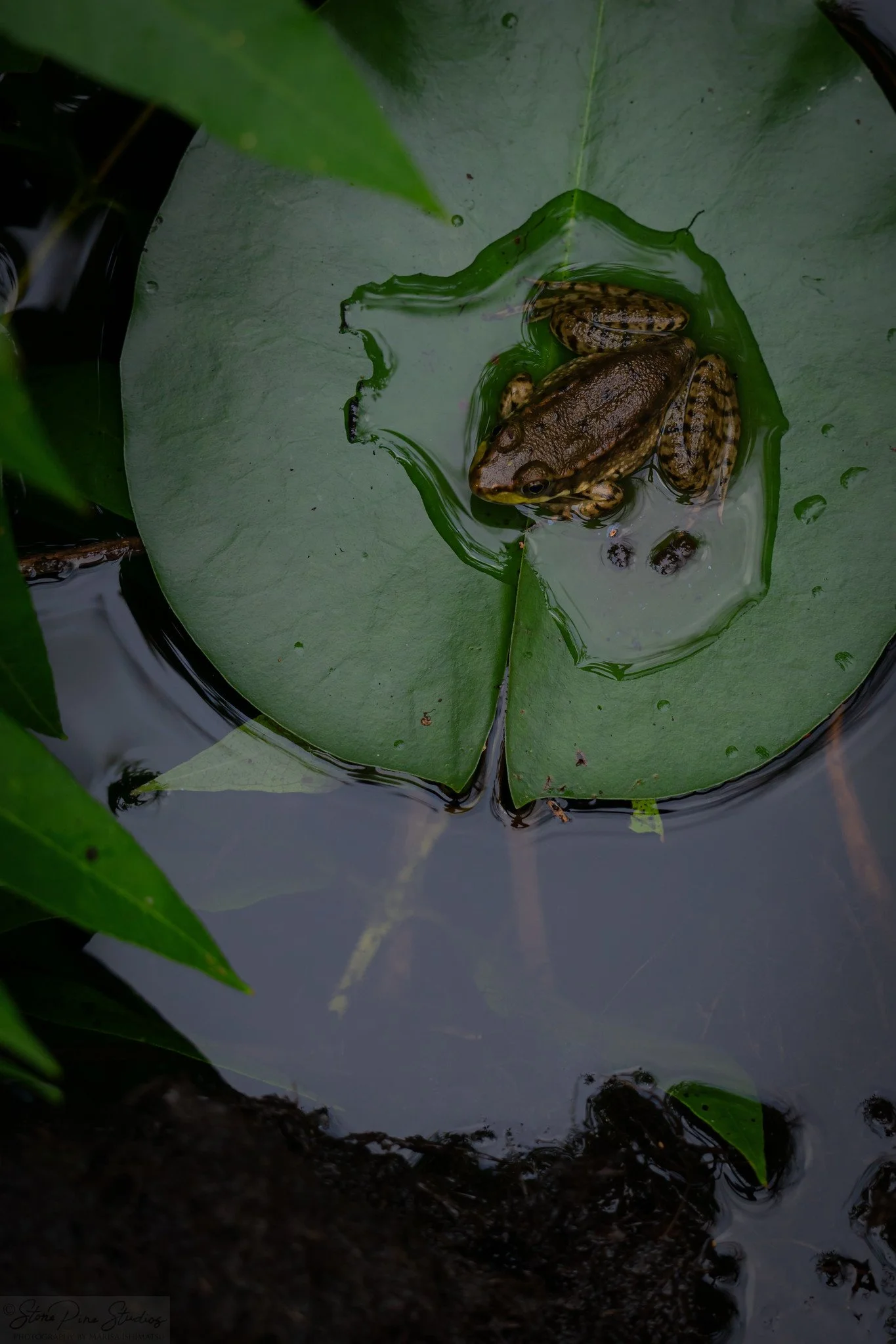Green frog (Lithobates clamitans), in situ