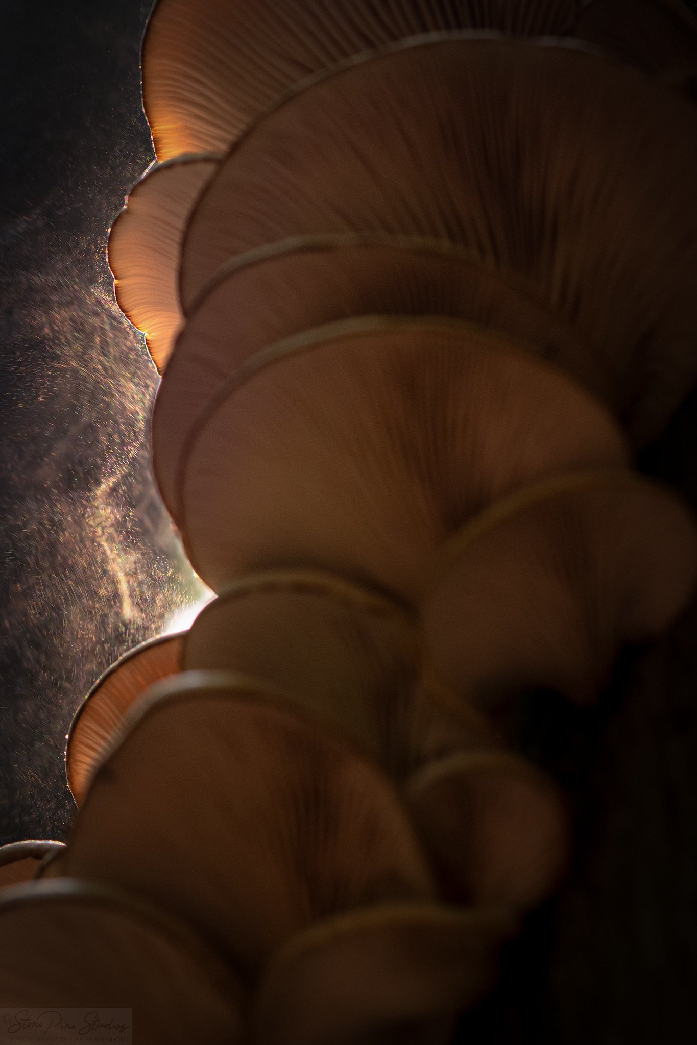 Oyster mushrooms (Pleurotus sp.) giving off spores