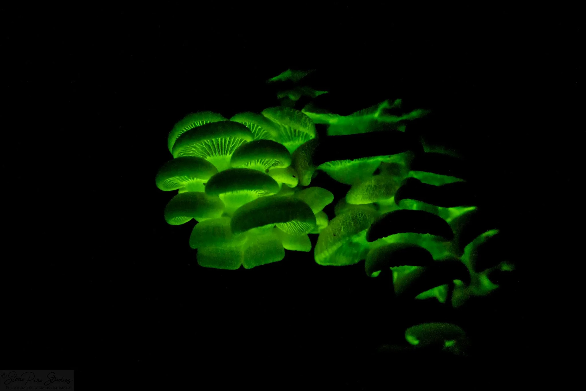Luminescent panellus (Panellus stipticus) (I think)