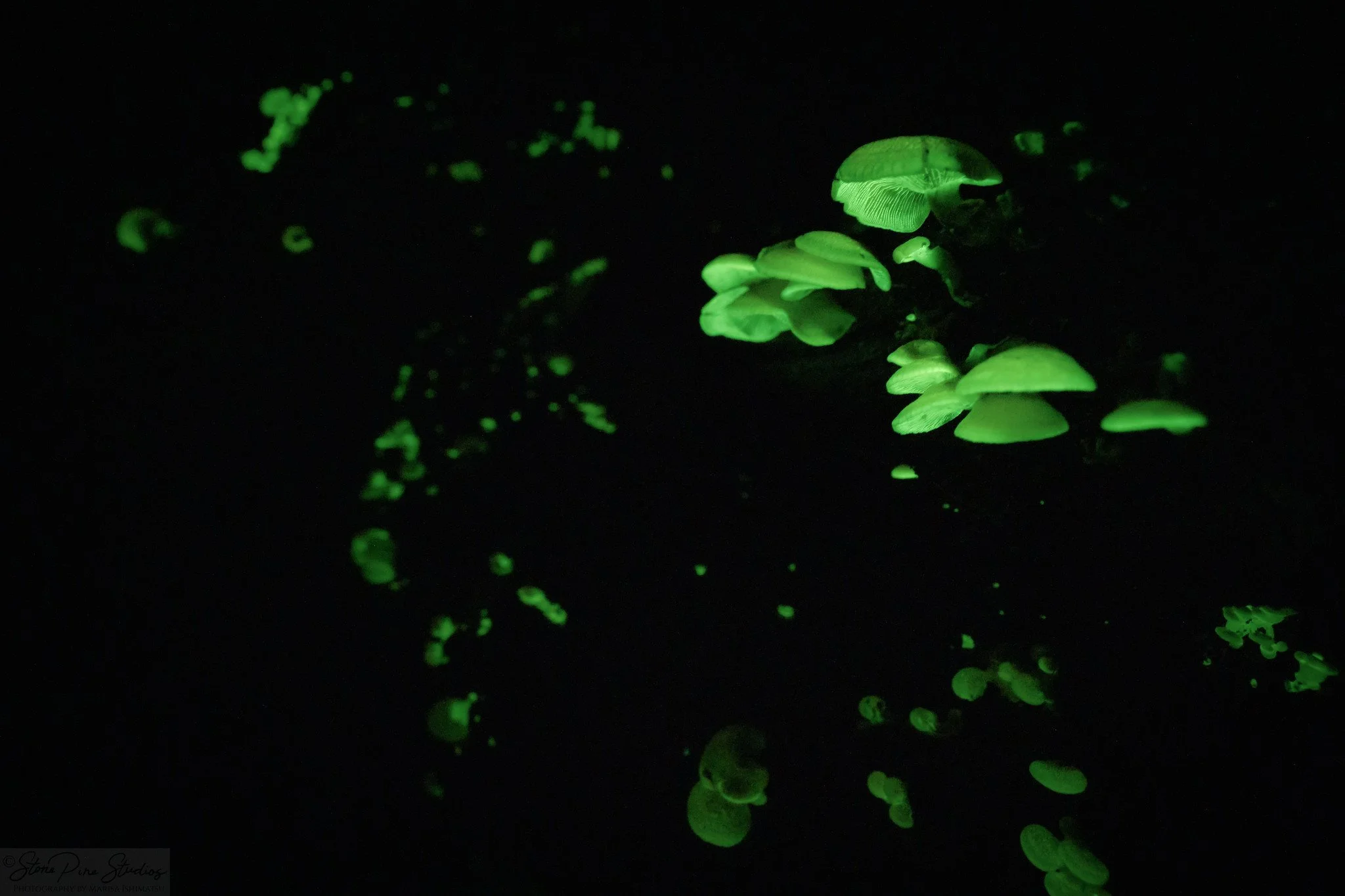 Luminescent panellus (Panellus stipticus)