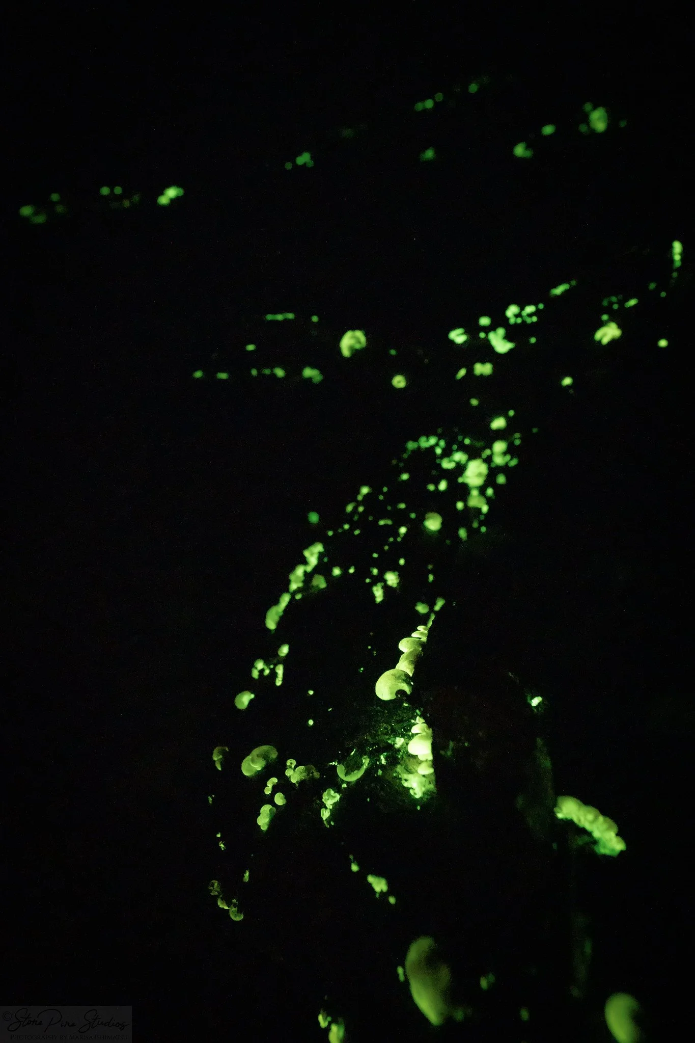 Luminescent panellus (Panellus stipticus)
