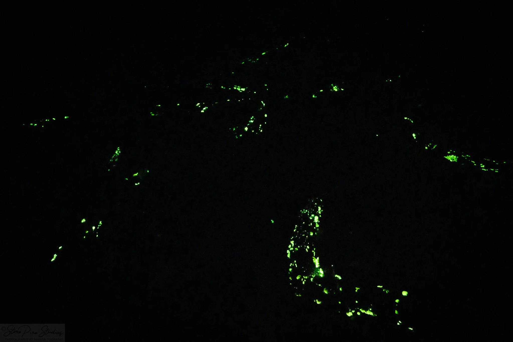 Luminescent panellus (Panellus stipticus)