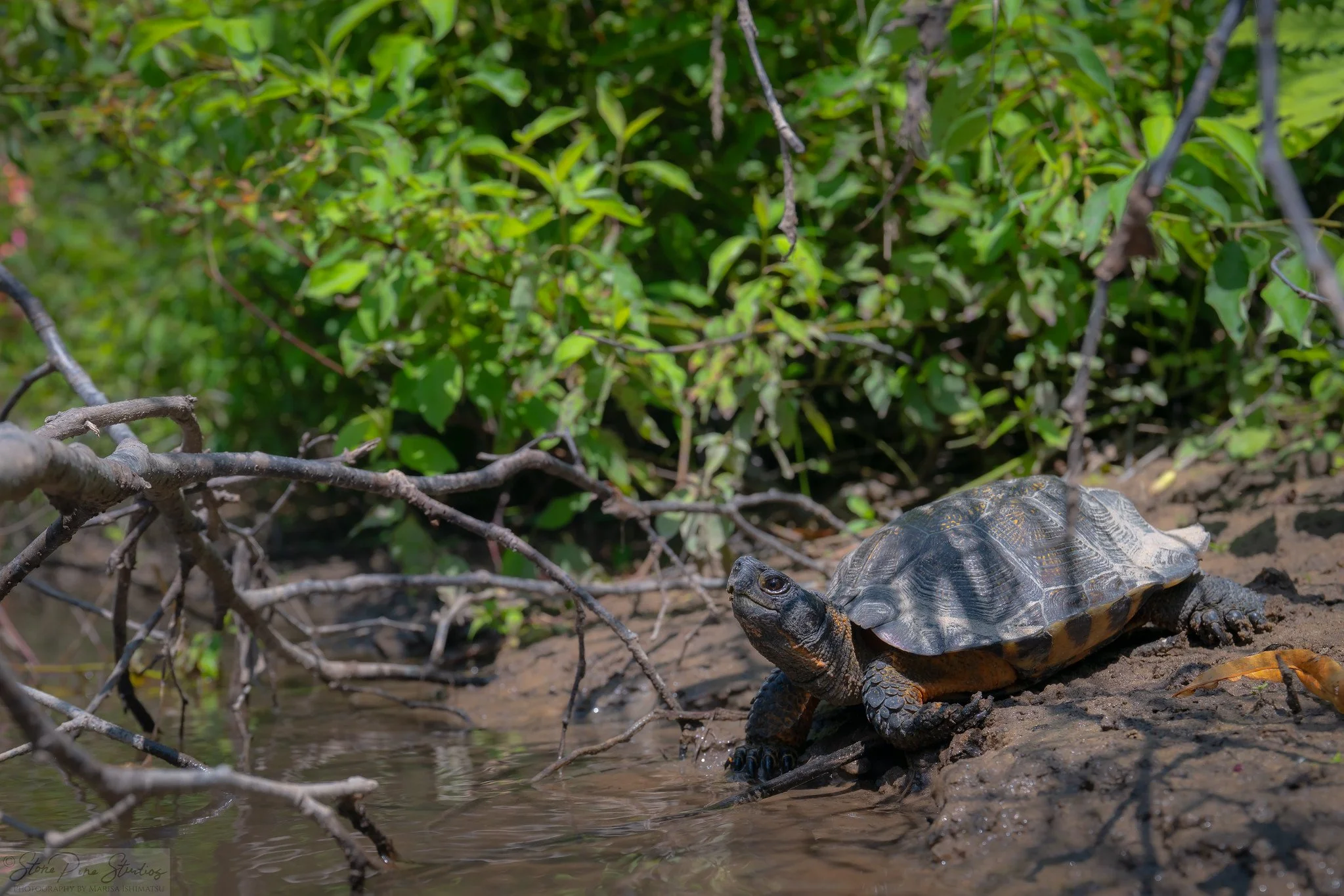 Wood turtle (Glyptemys insculpta), in situ